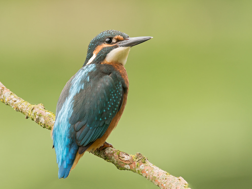 Minolta AF 400mm F4.5 HS-APO G sample photo. Kingfisher photography