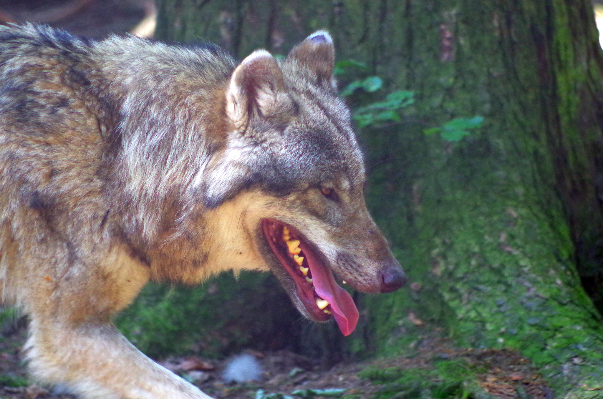 Pentax smc DA 55-300mm F4.0-5.8 ED sample photo. Ede wolf photography