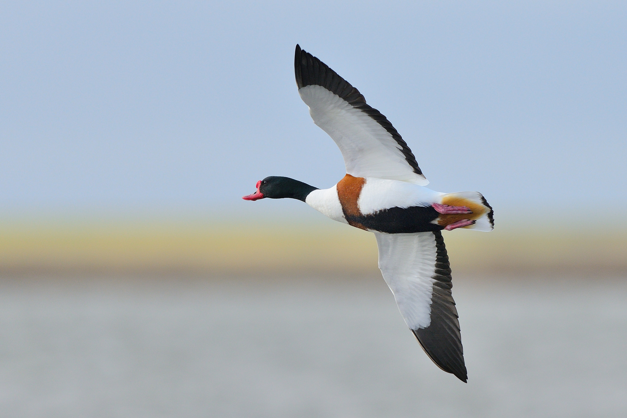 Nikon D800 + Nikon AF-S Nikkor 500mm F4G ED VR sample photo. Common shelduck photography