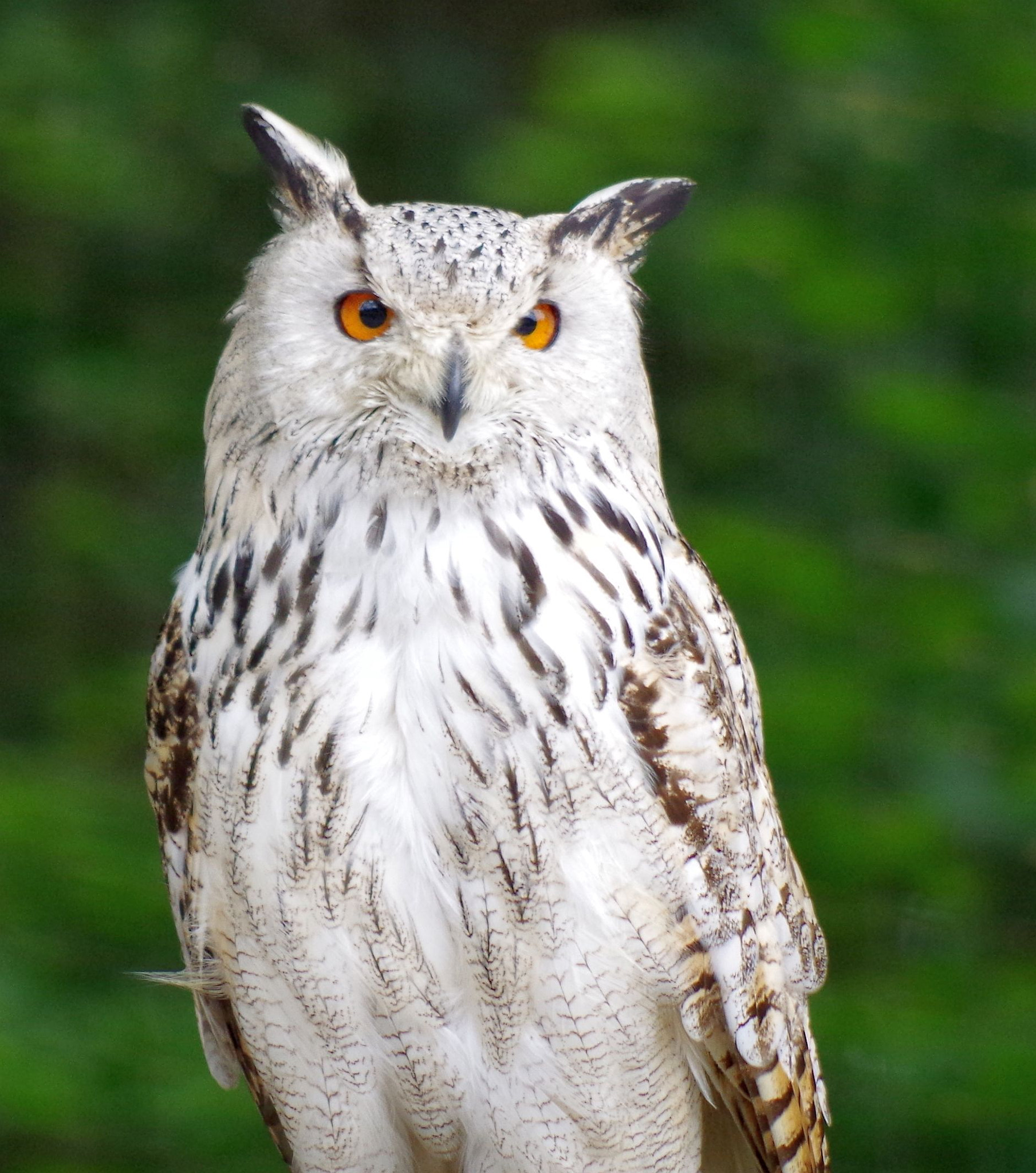 Pentax smc DA 55-300mm F4.0-5.8 ED sample photo. Archimedes photography