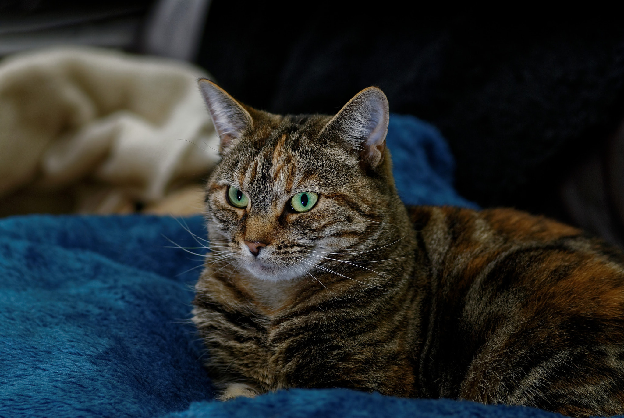 Nikon AF-Nikkor 80-200mm F2.8D ED sample photo. Chilled out photography