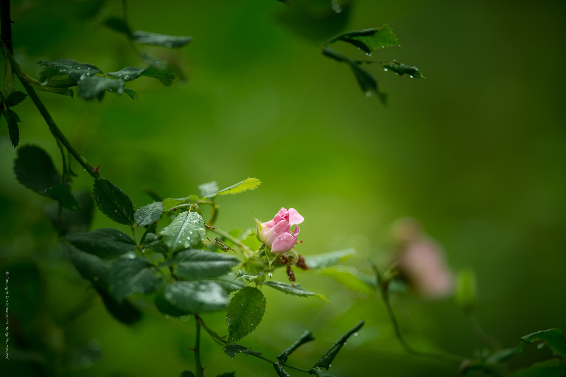 Nikon AF-S Nikkor 400mm F2.8E FL ED VR sample photo. Garden jungle lll photography