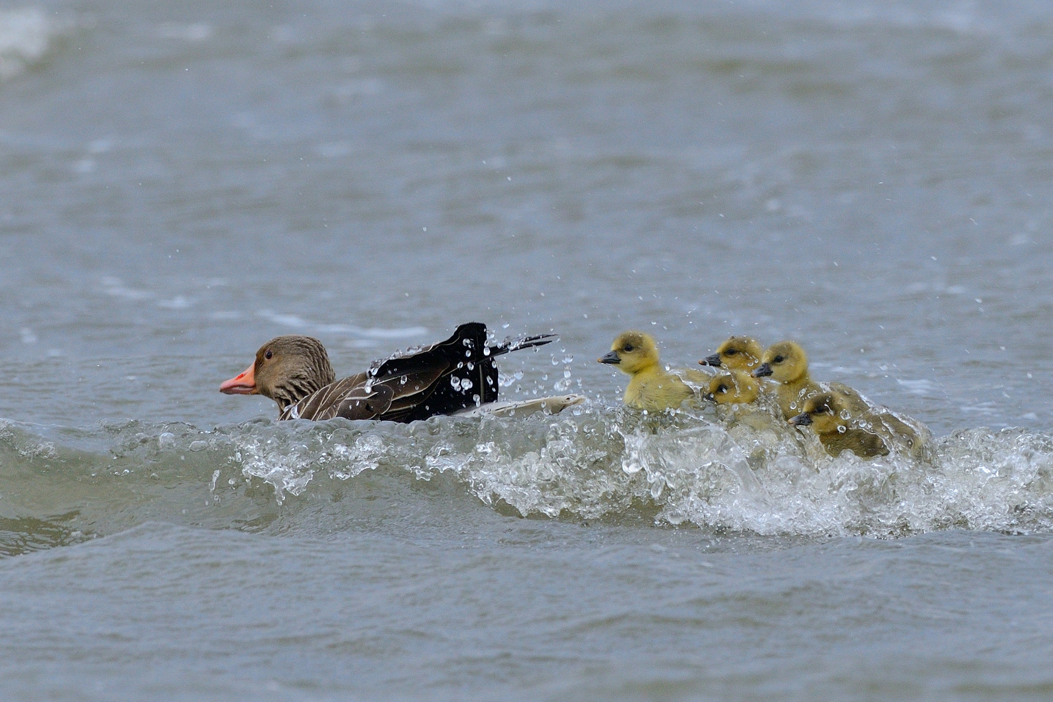 Nikon D800 + Nikon AF-S Nikkor 500mm F4G ED VR sample photo. On a stormy day photography