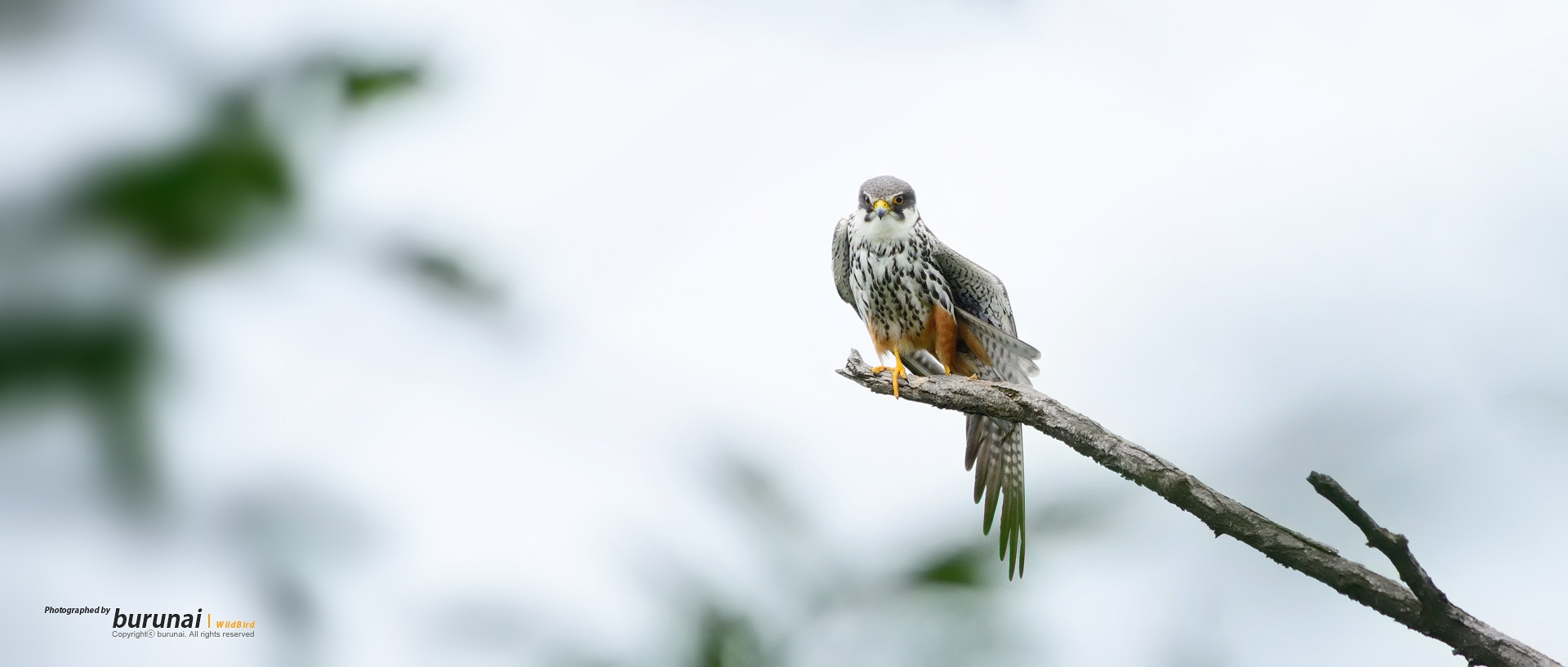 Nikkor 500mm f/4 P ED IF sample photo. Stretching photography