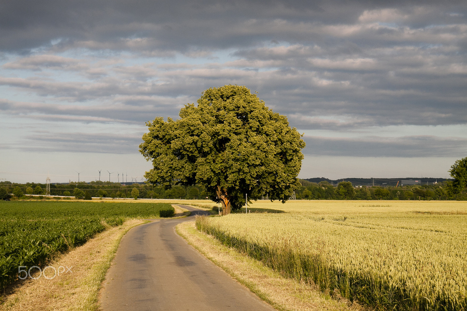 Sigma 18-50mm f/2.8 Macro sample photo. The lonely tree photography