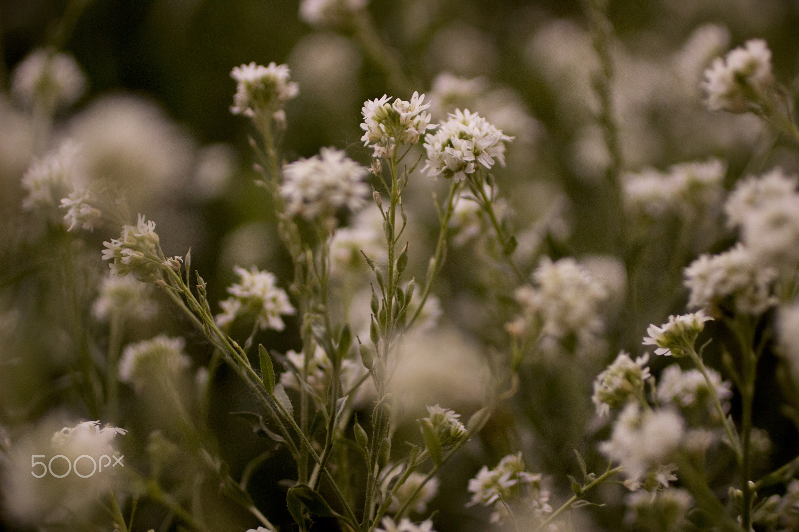 Canon EOS 600D (Rebel EOS T3i / EOS Kiss X5) + Canon EF 50mm F2.5 Macro sample photo. Simple beauty photography