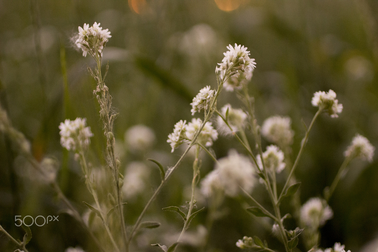 Canon EOS 600D (Rebel EOS T3i / EOS Kiss X5) + Canon EF 50mm F2.5 Macro sample photo. Simple beauty photography