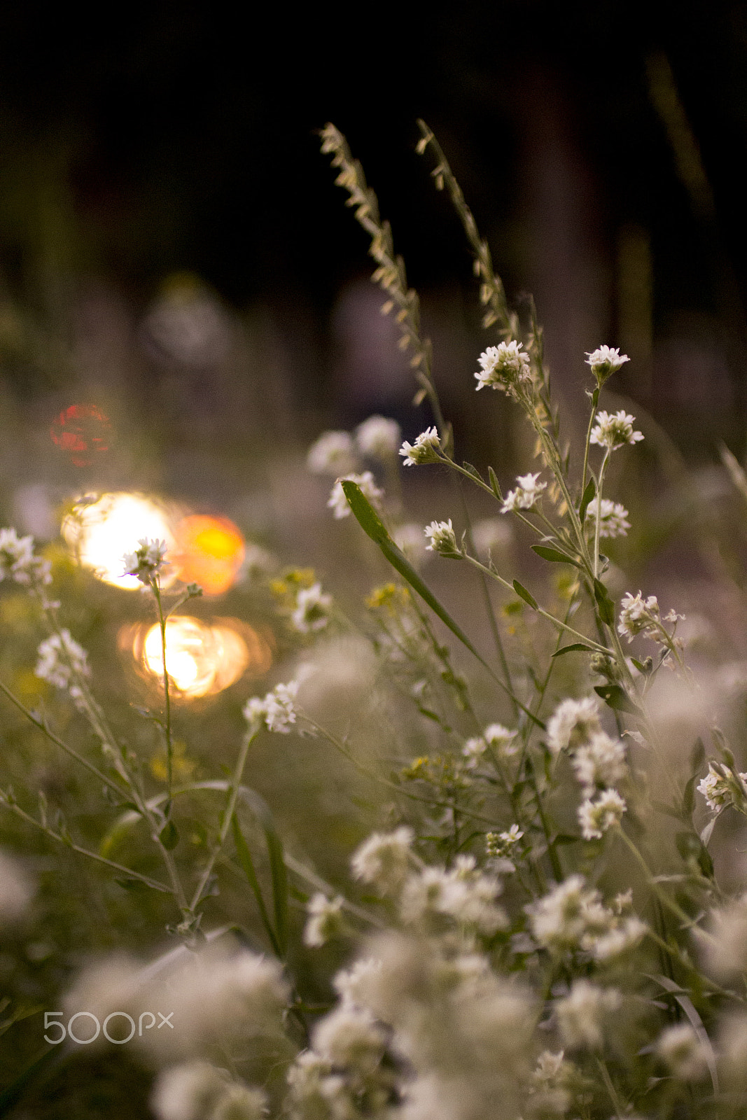 Canon EOS 600D (Rebel EOS T3i / EOS Kiss X5) + Canon EF 50mm F2.5 Macro sample photo. Simple beauty photography