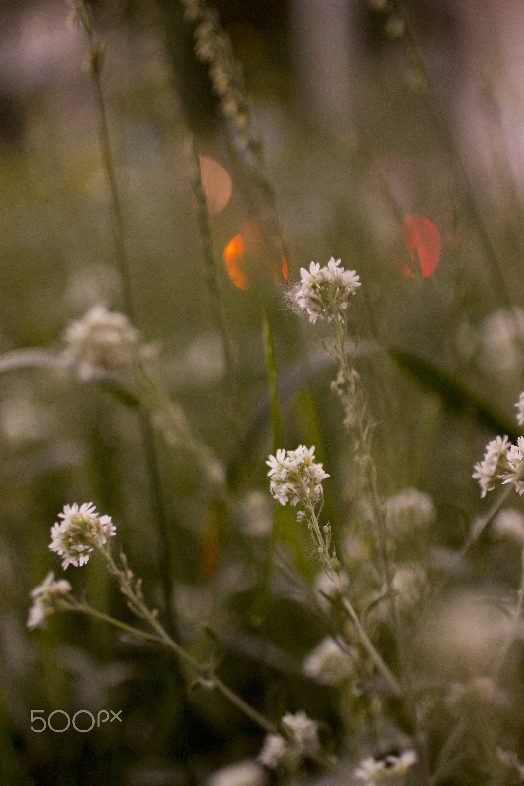 Canon EOS 600D (Rebel EOS T3i / EOS Kiss X5) + Canon EF 50mm F2.5 Macro sample photo. Simple beauty photography