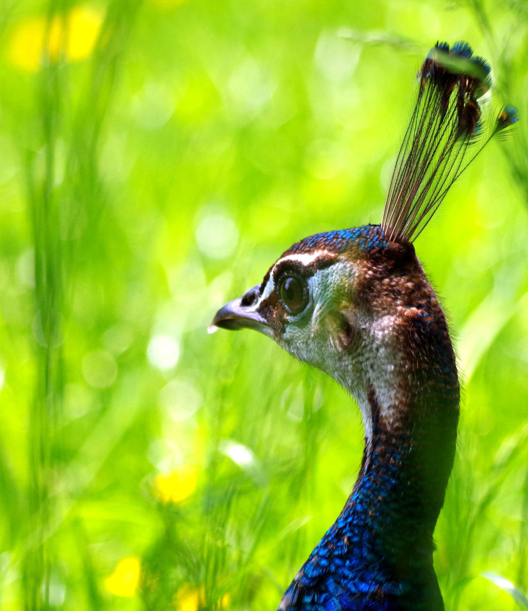 Pentax smc DA 55-300mm F4.0-5.8 ED sample photo. Who in this land is the fairest of all? photography