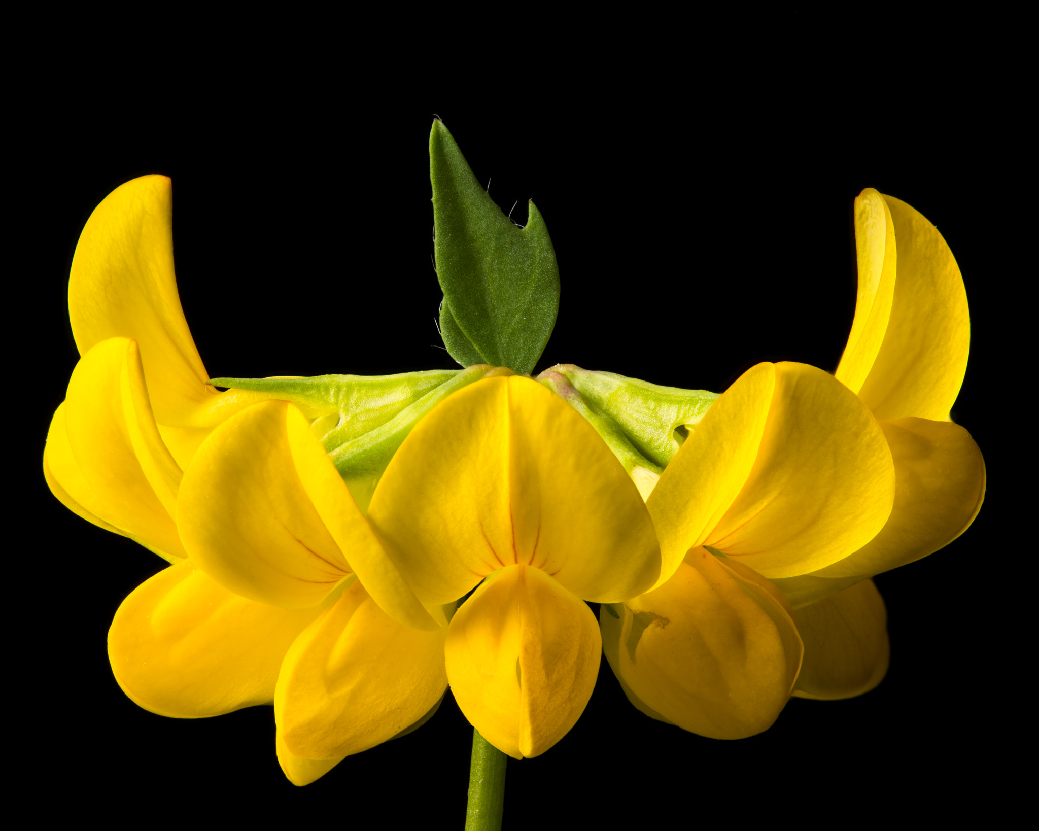 Nikon D810 + Nikon AF Micro-Nikkor 200mm F4D ED-IF sample photo. Yellow crown photography