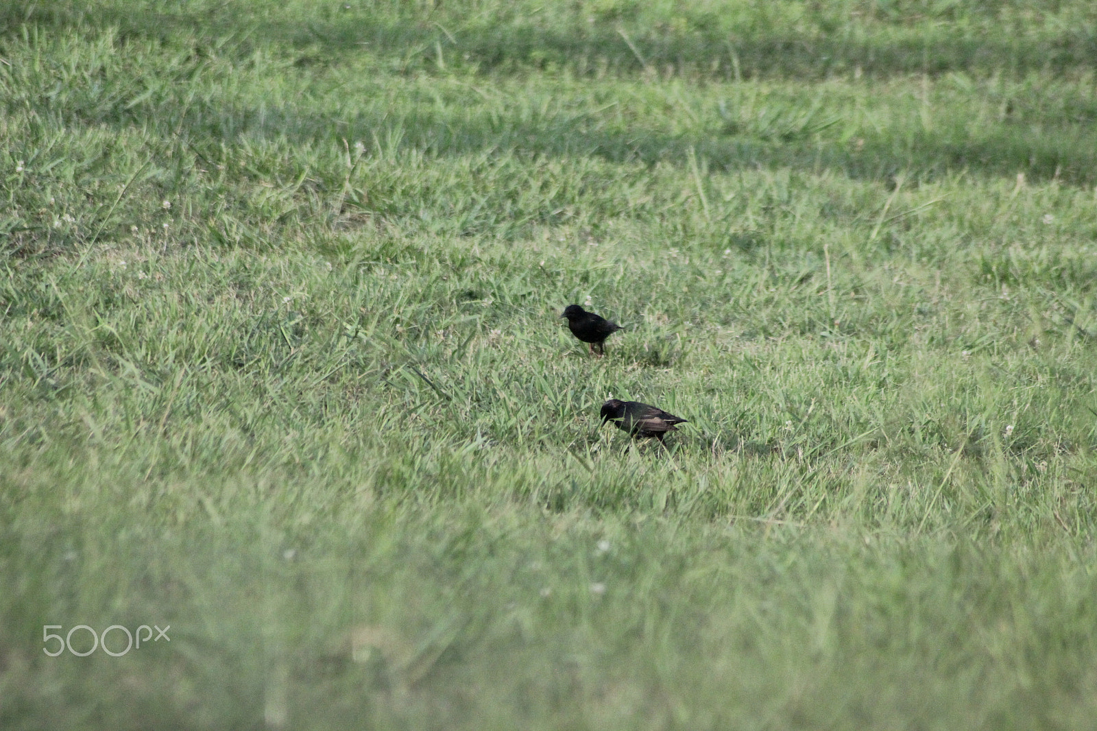 Sigma 70-300mm F4-5.6 APO DG Macro sample photo. Grackles!!! photography