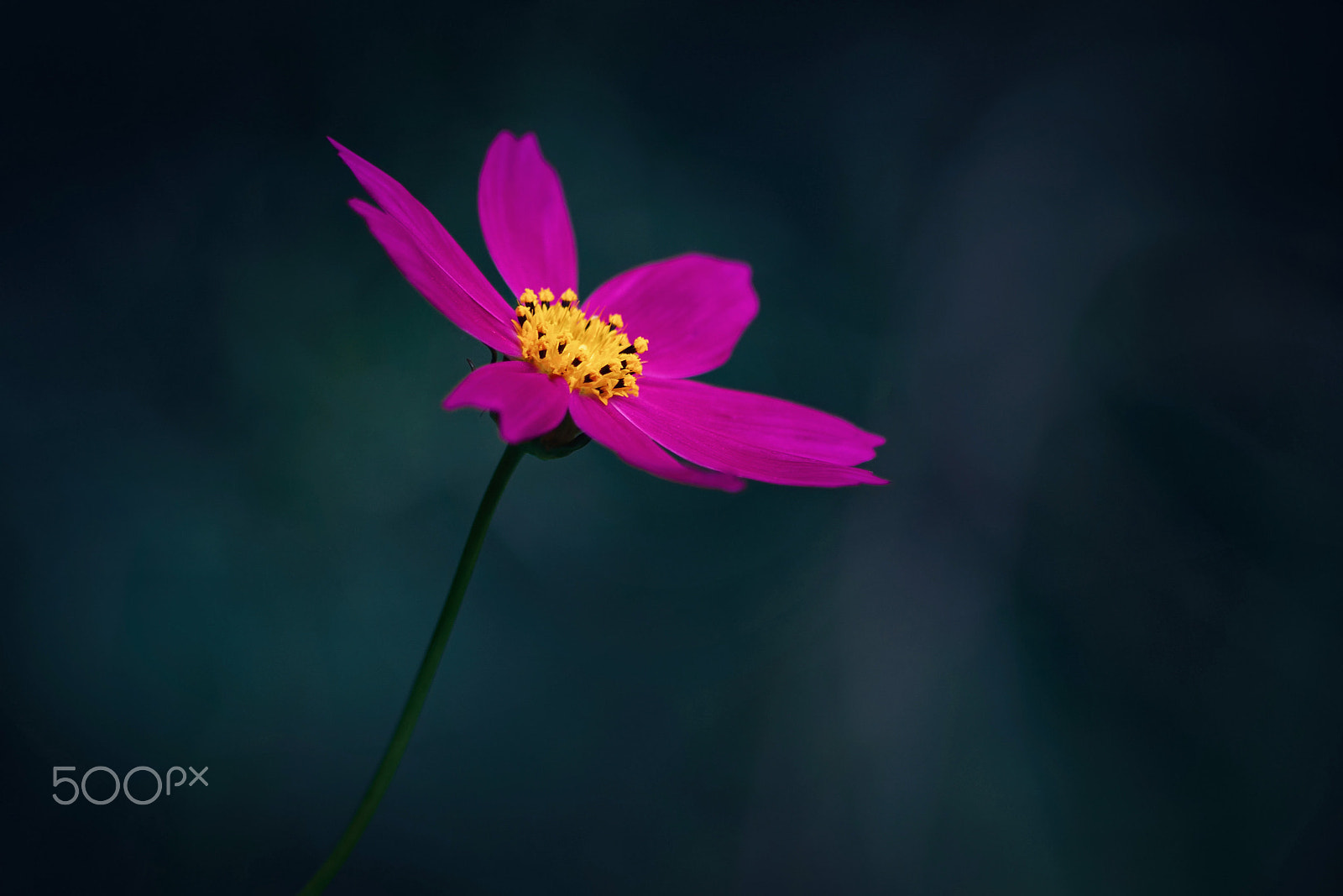 smc PENTAX-DA L 55-300mm F4-5.8 ED sample photo. Purple photography