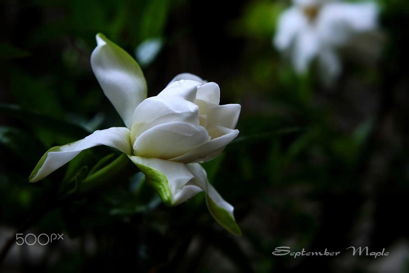 Sony NEX-5C sample photo. 早晨开放的栀子花 1 photography