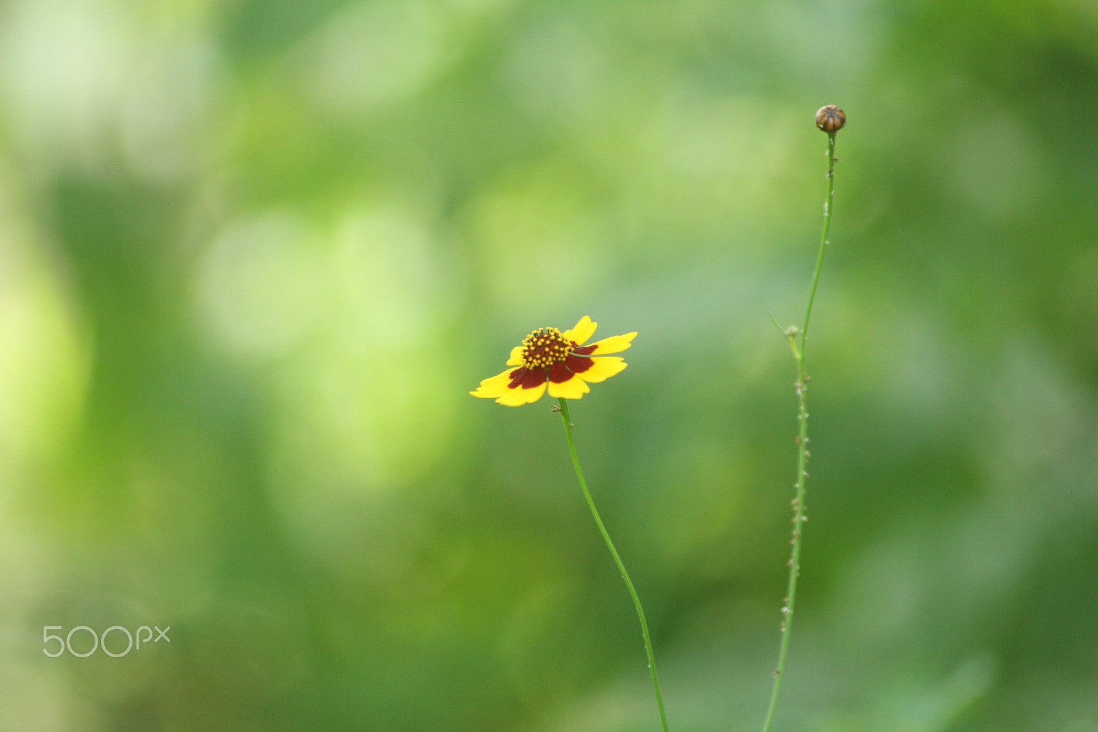 Sigma 70-300mm F4-5.6 APO DG Macro sample photo. A flower photography