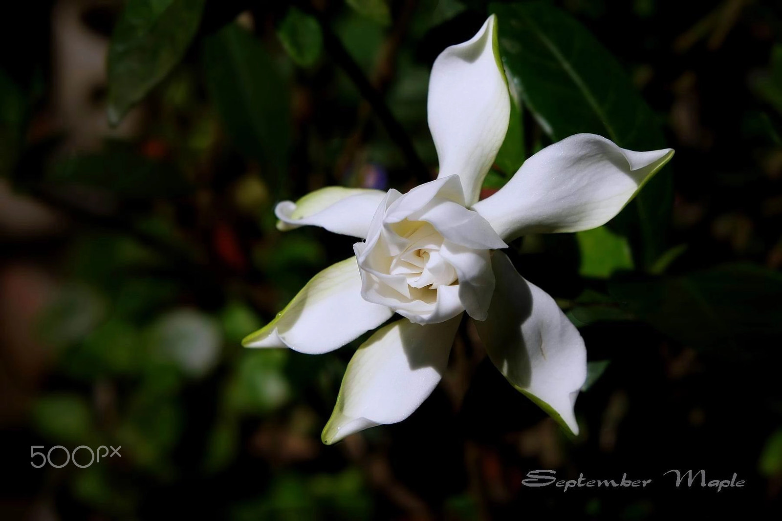 Sony NEX-5C + Sony E 18-55mm F3.5-5.6 OSS sample photo. 早晨开放的栀子花 2 photography