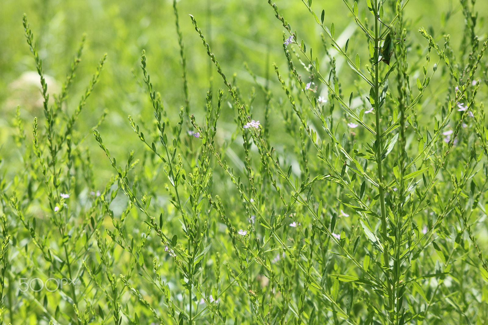 Sigma 70-300mm F4-5.6 APO DG Macro sample photo. Grasshopper photography