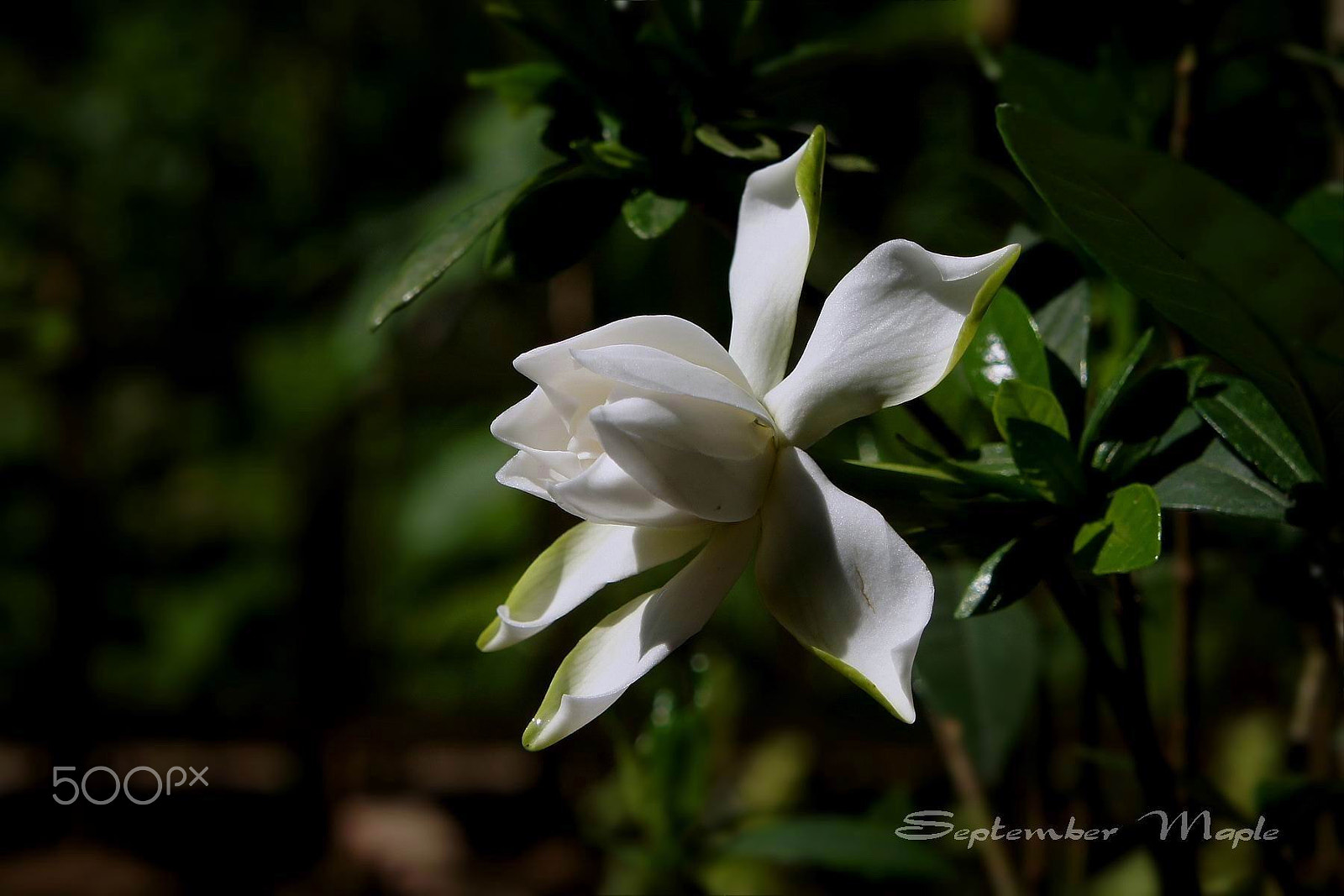 Sony NEX-5C sample photo. 早晨开放的栀子花 3 photography