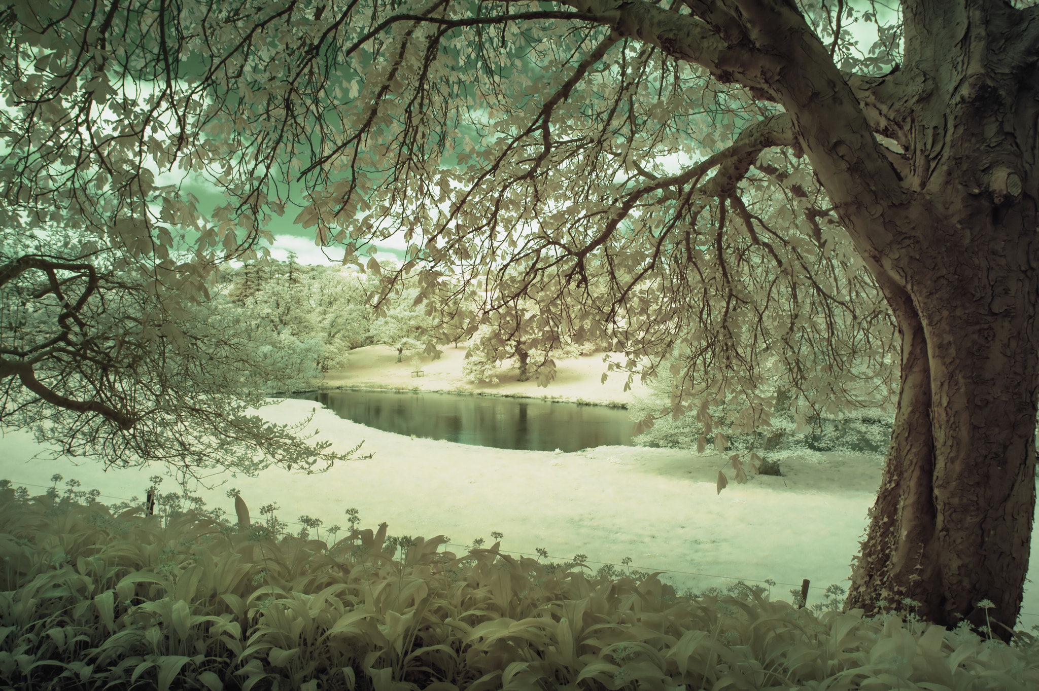 Nikon AF-S Nikkor 18-35mm F3.5-4.5G ED sample photo. Stunning infrared alternative color landscape image of trees ove photography