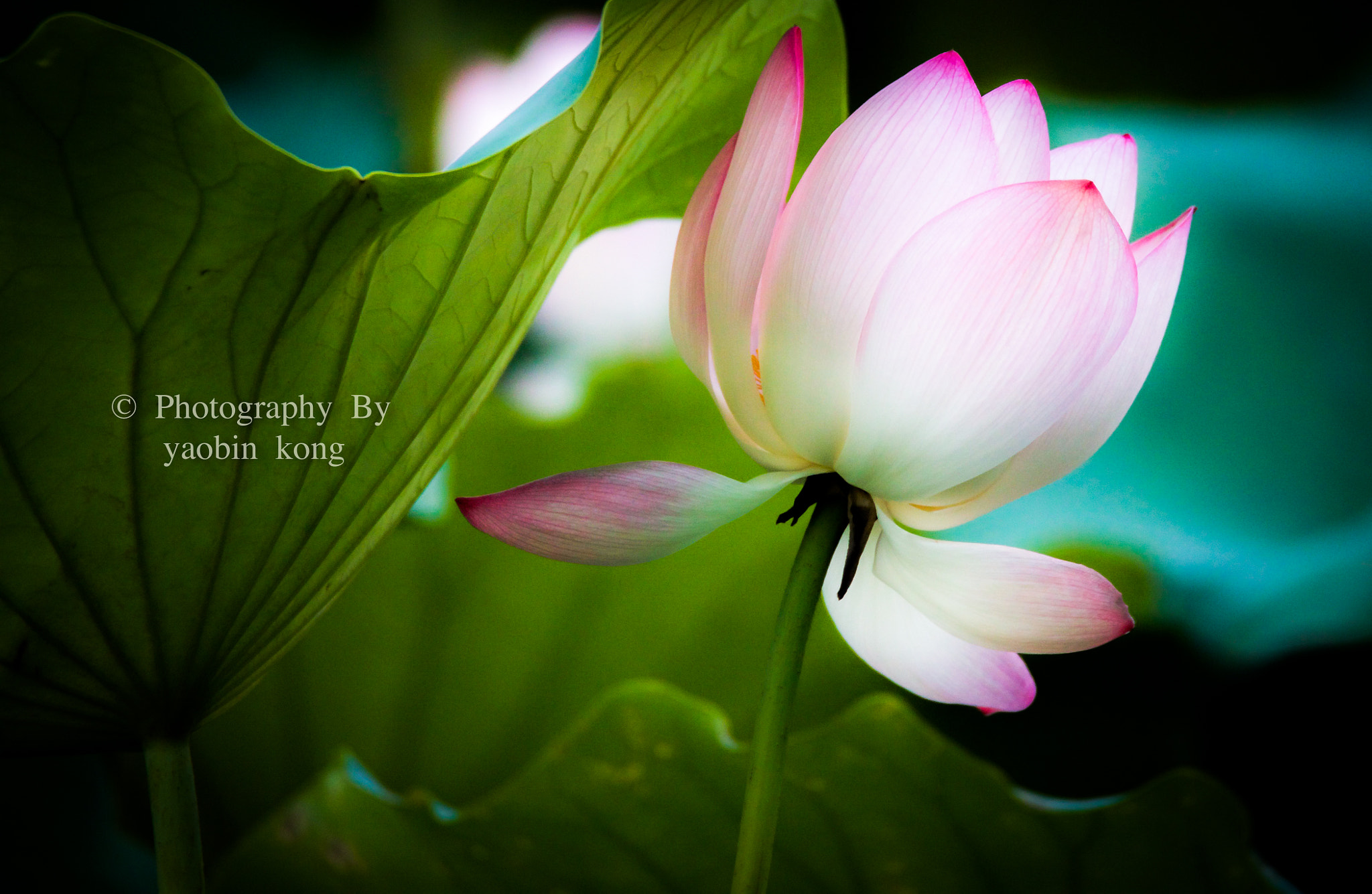 Tamron SP 150-600mm F5-6.3 Di VC USD sample photo