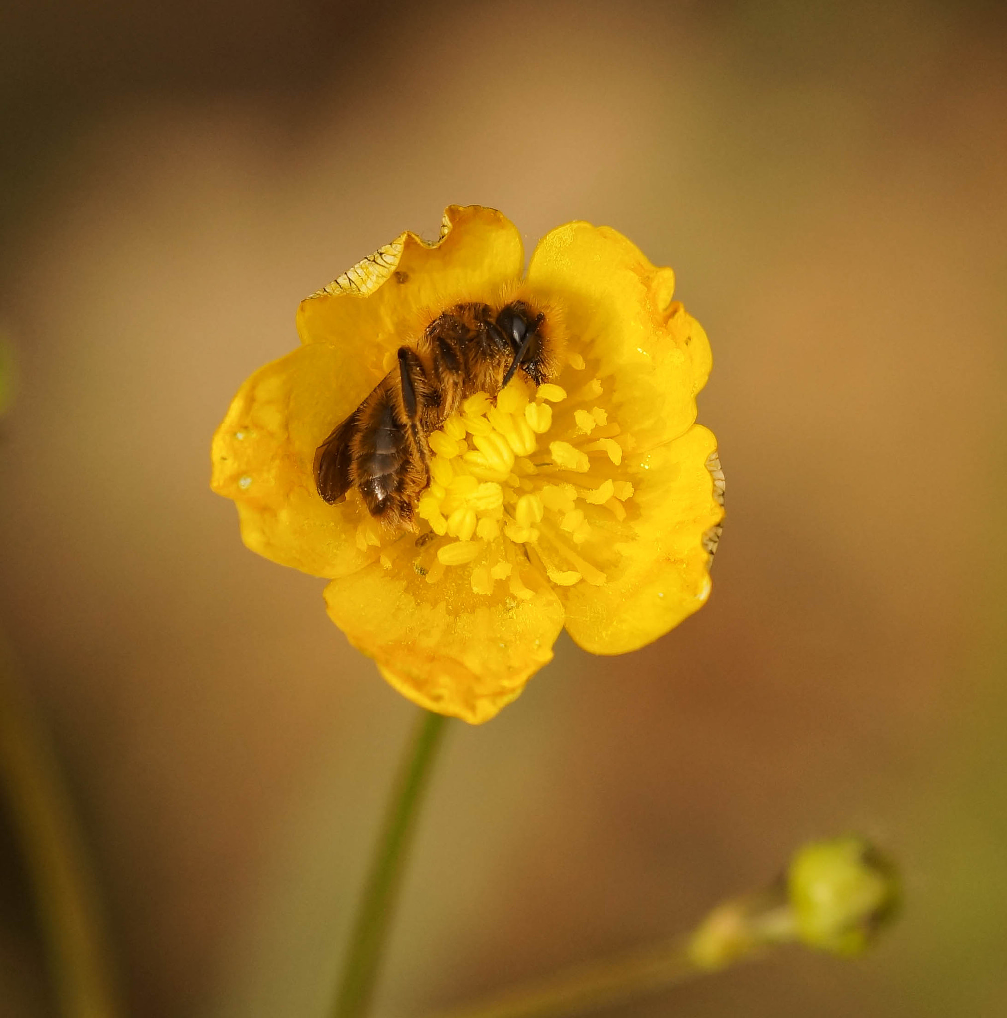 Sony SLT-A57 + 105mm F2.8 sample photo. Sleep photography