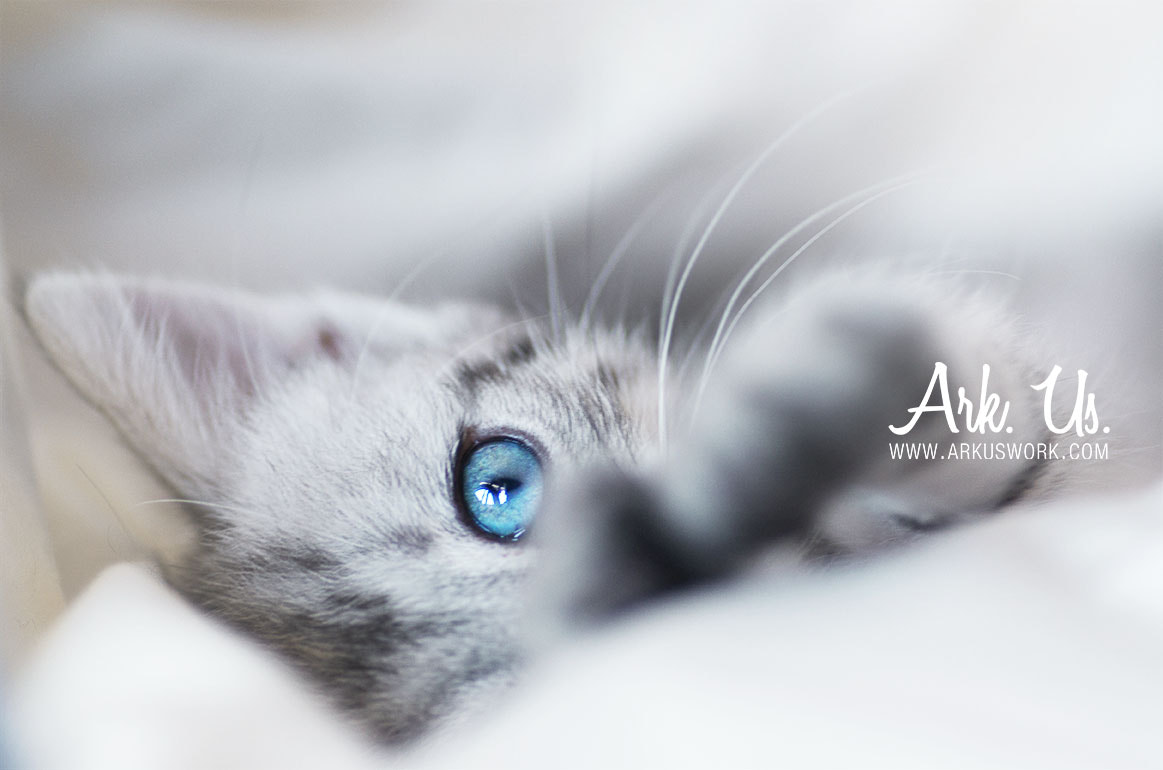 Pentax smc D-FA 100mm F2.8 Macro WR sample photo. Stardust photography