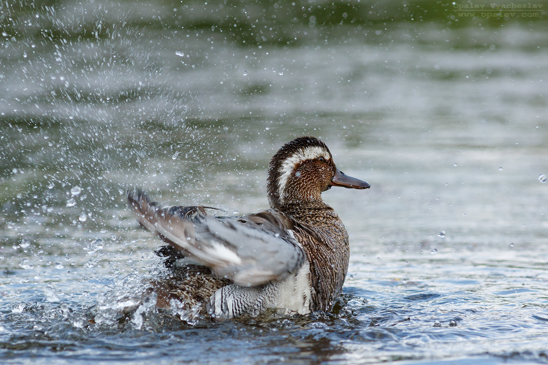 Canon EOS 7D Mark II + Canon EF 400mm F5.6L USM sample photo. Garganey photography