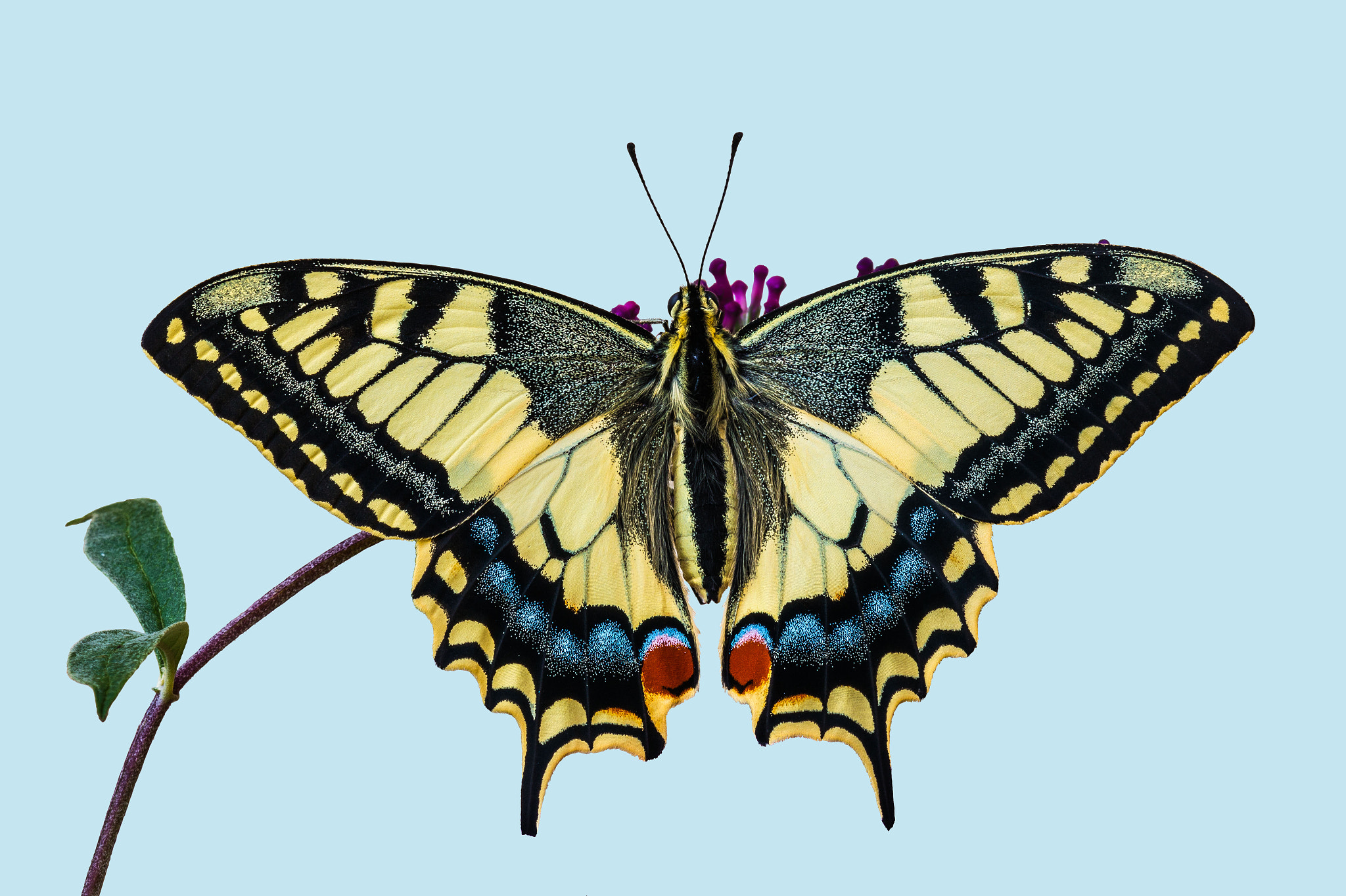 Tamron SP AF 180mm F3.5 Di LD (IF) Macro sample photo. Papilio machaon photography
