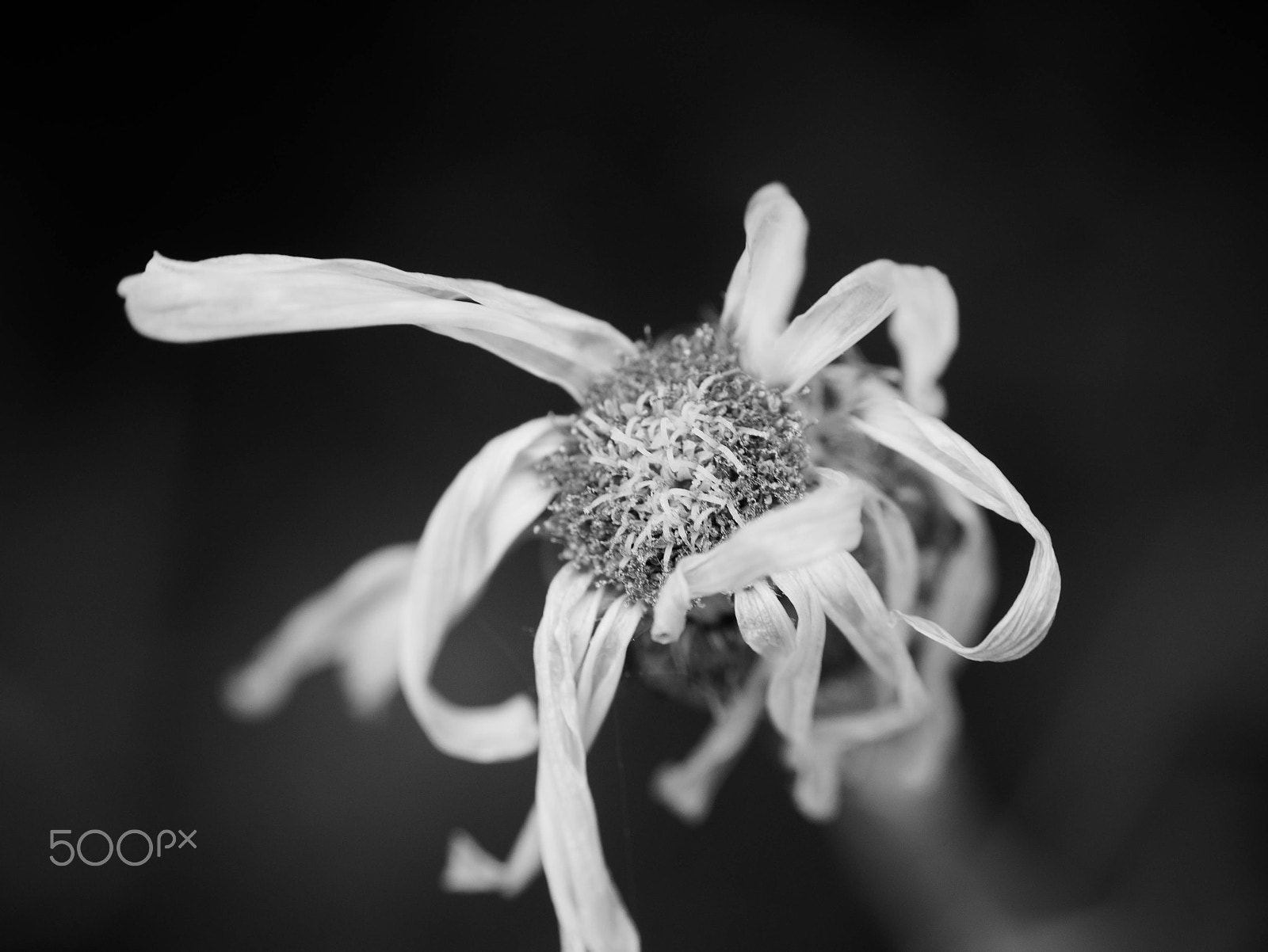 Panasonic Lumix G Vario 45-200mm F4-5.6 OIS sample photo. Wilting photography