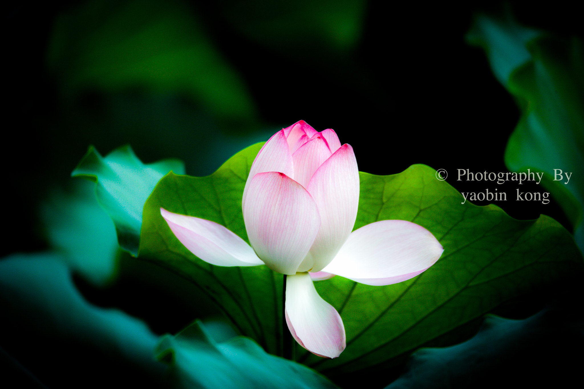 Tamron SP 150-600mm F5-6.3 Di VC USD sample photo