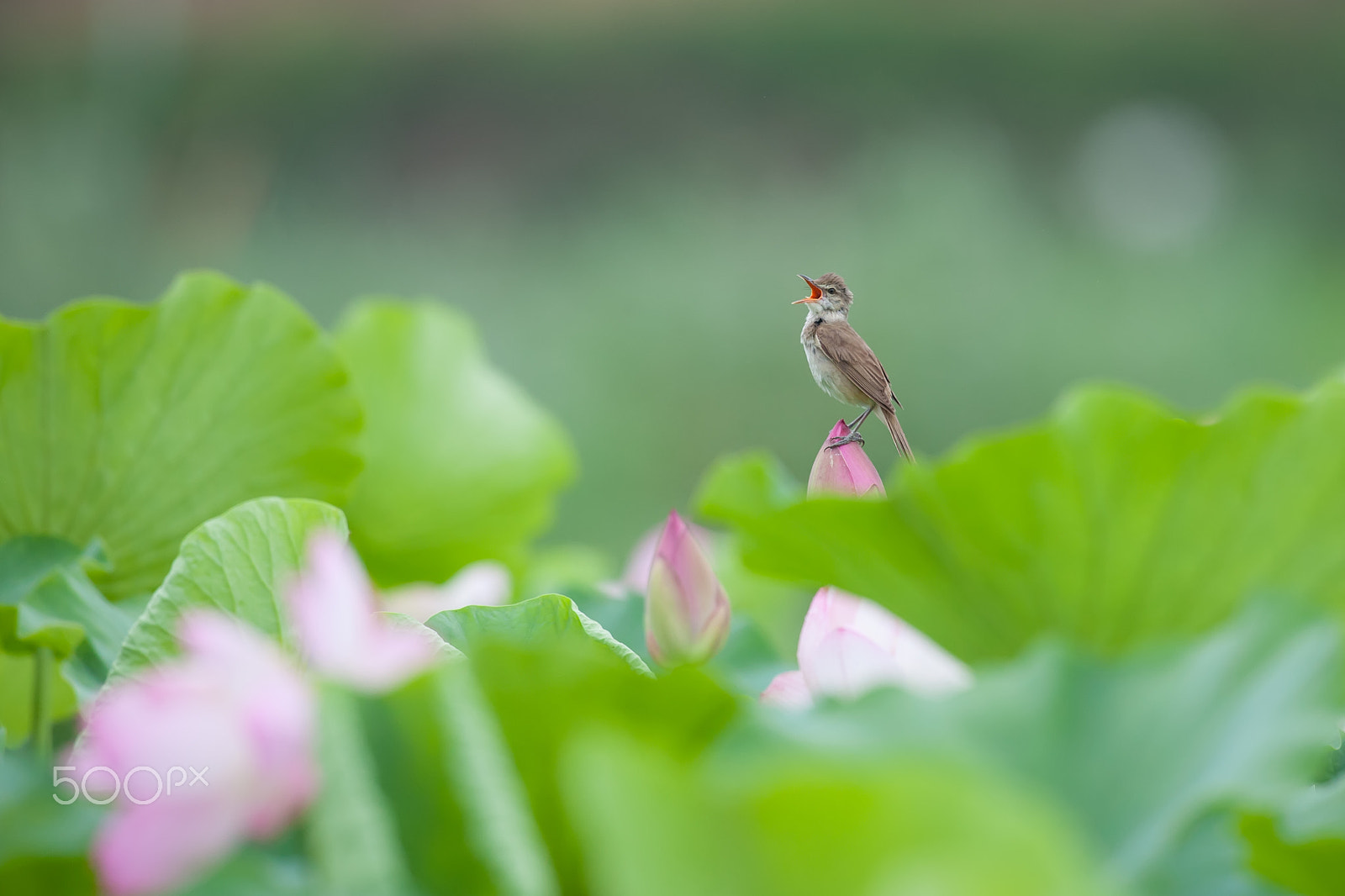 Canon EF 600mm f/4L IS sample photo. Oriental great reed warbler photography