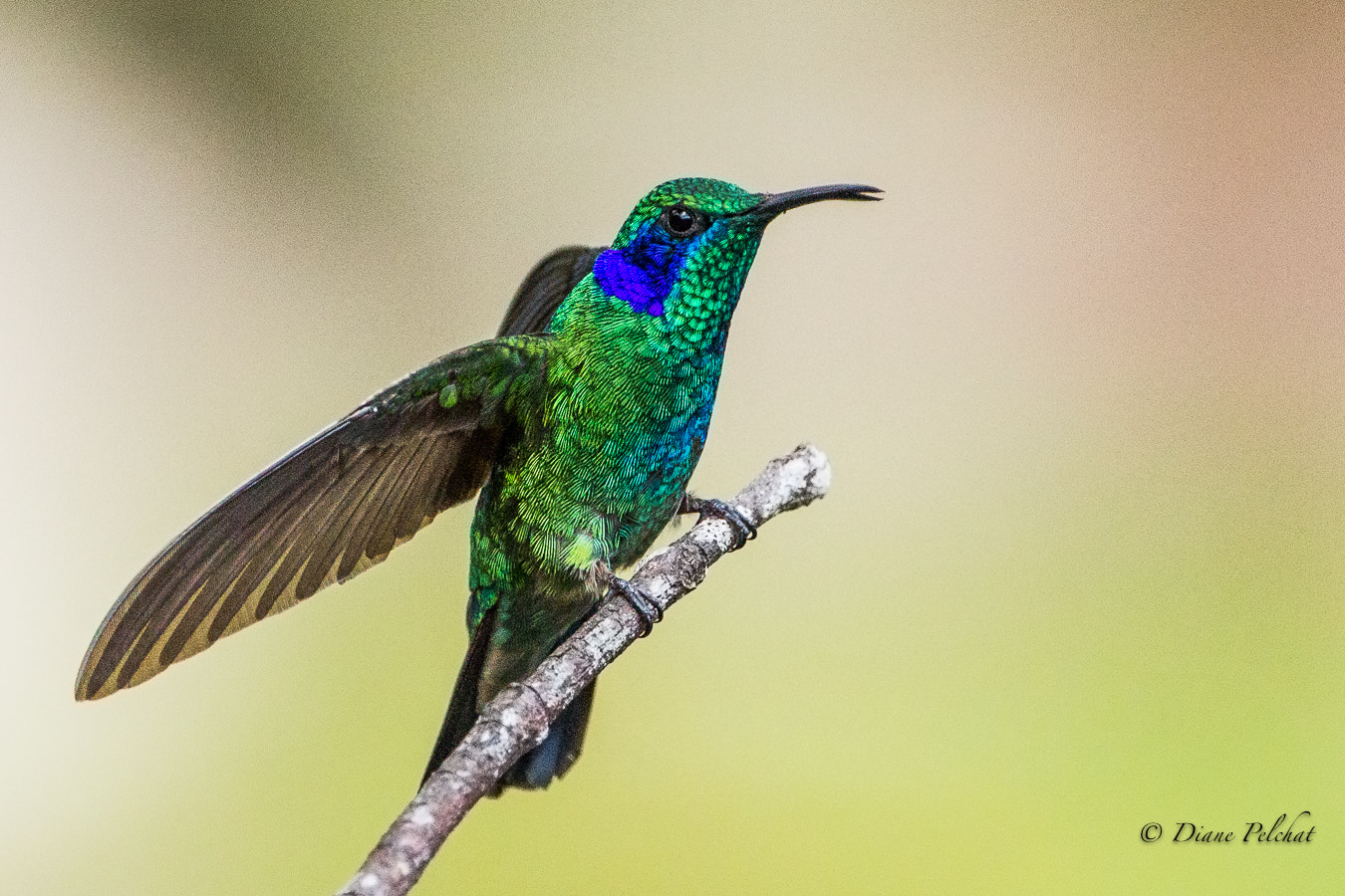 Canon EOS 60D + Canon EF 300mm F2.8L IS II USM sample photo. Green violetear photography