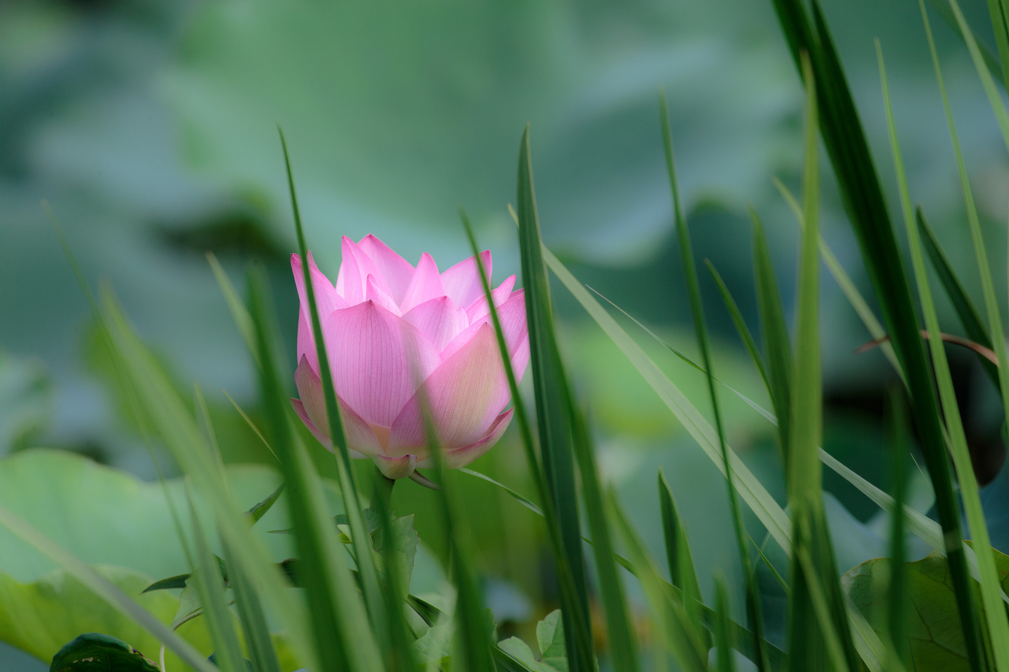 Canon EOS-1D X sample photo. Lotus 荷花 photography