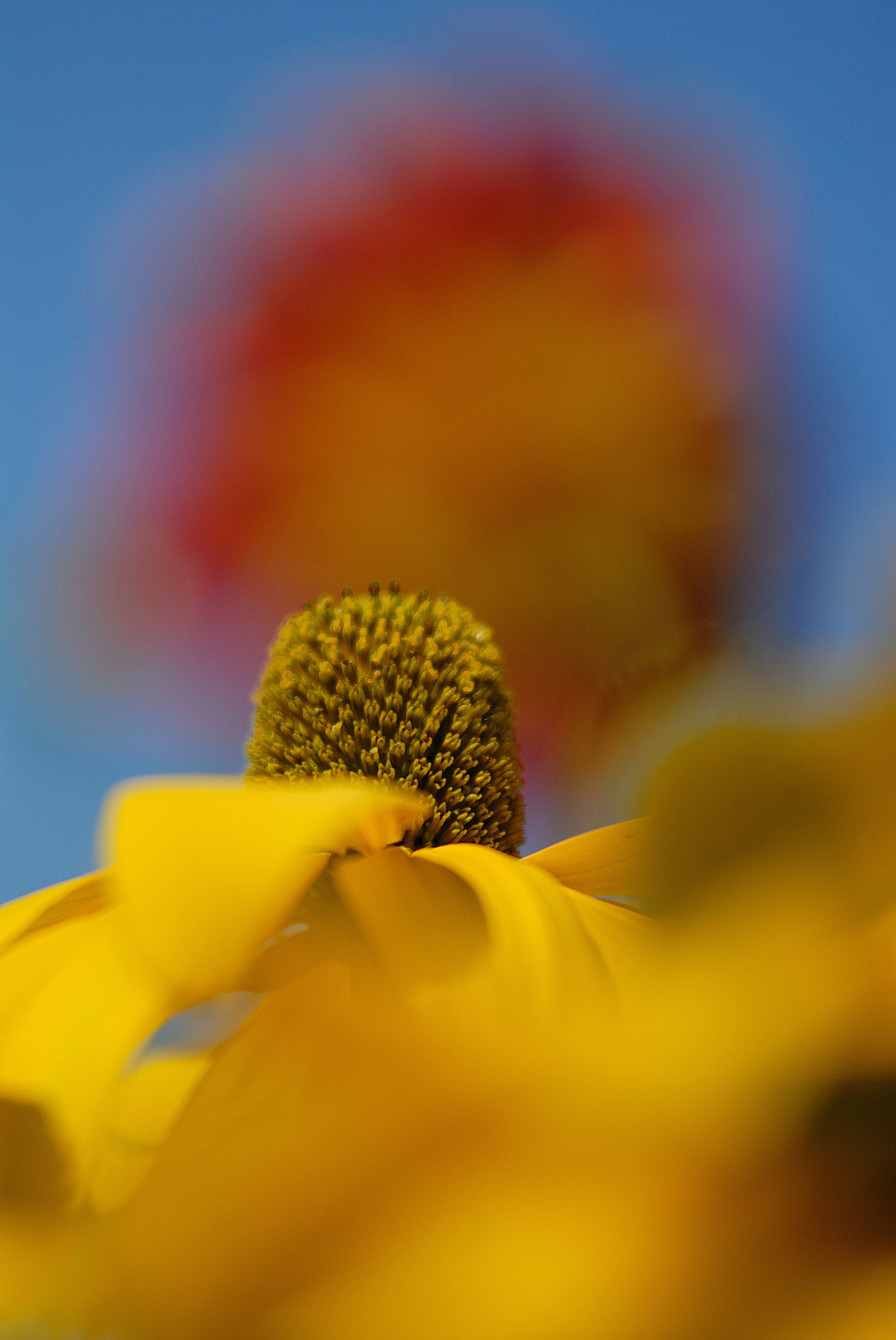 Nikon D200 sample photo. Flower core - coeur de la fleur photography