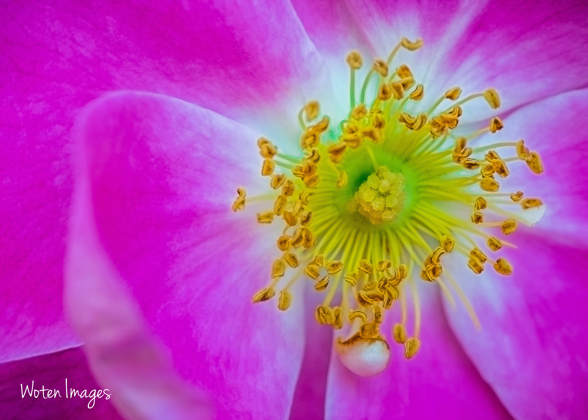 Nikon AF-S Micro-Nikkor 105mm F2.8G IF-ED VR sample photo. Rose.jpg photography