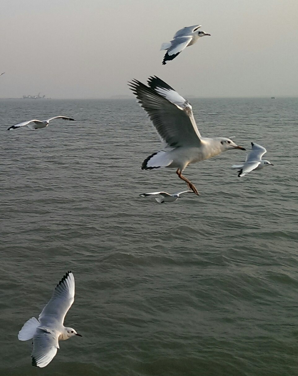 HTC ONE MINI sample photo. Birds photography