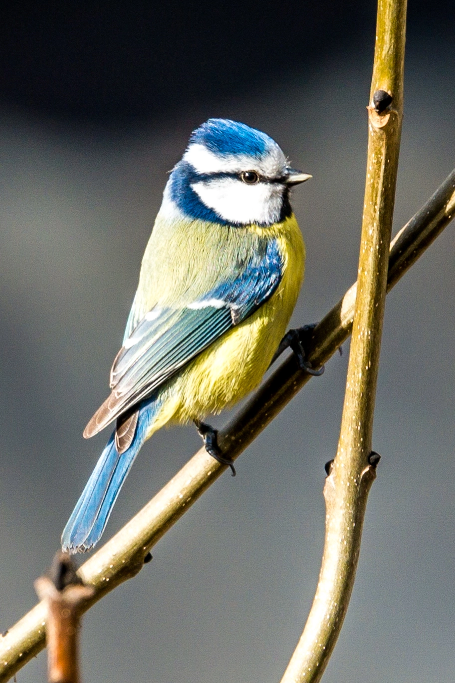 Nikon D800 + Nikon AF-S Nikkor 500mm F4G ED VR sample photo. A blue tit on a stick photography