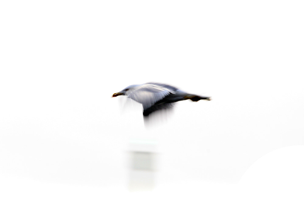 Sigma 150-500mm F5-6.3 DG OS HSM sample photo. Gabbiano photography