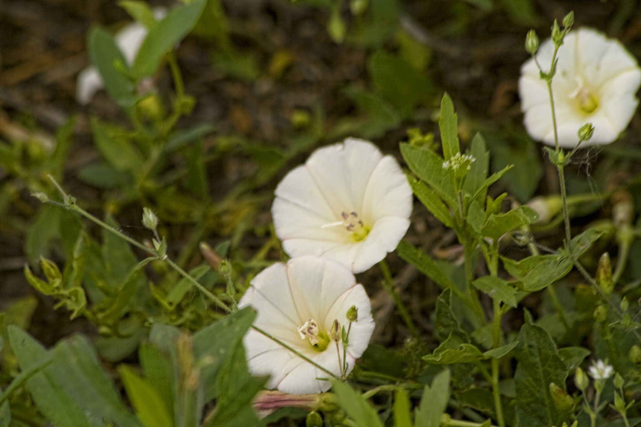 Canon EOS 400D (EOS Digital Rebel XTi / EOS Kiss Digital X) sample photo. White wild flowers photography