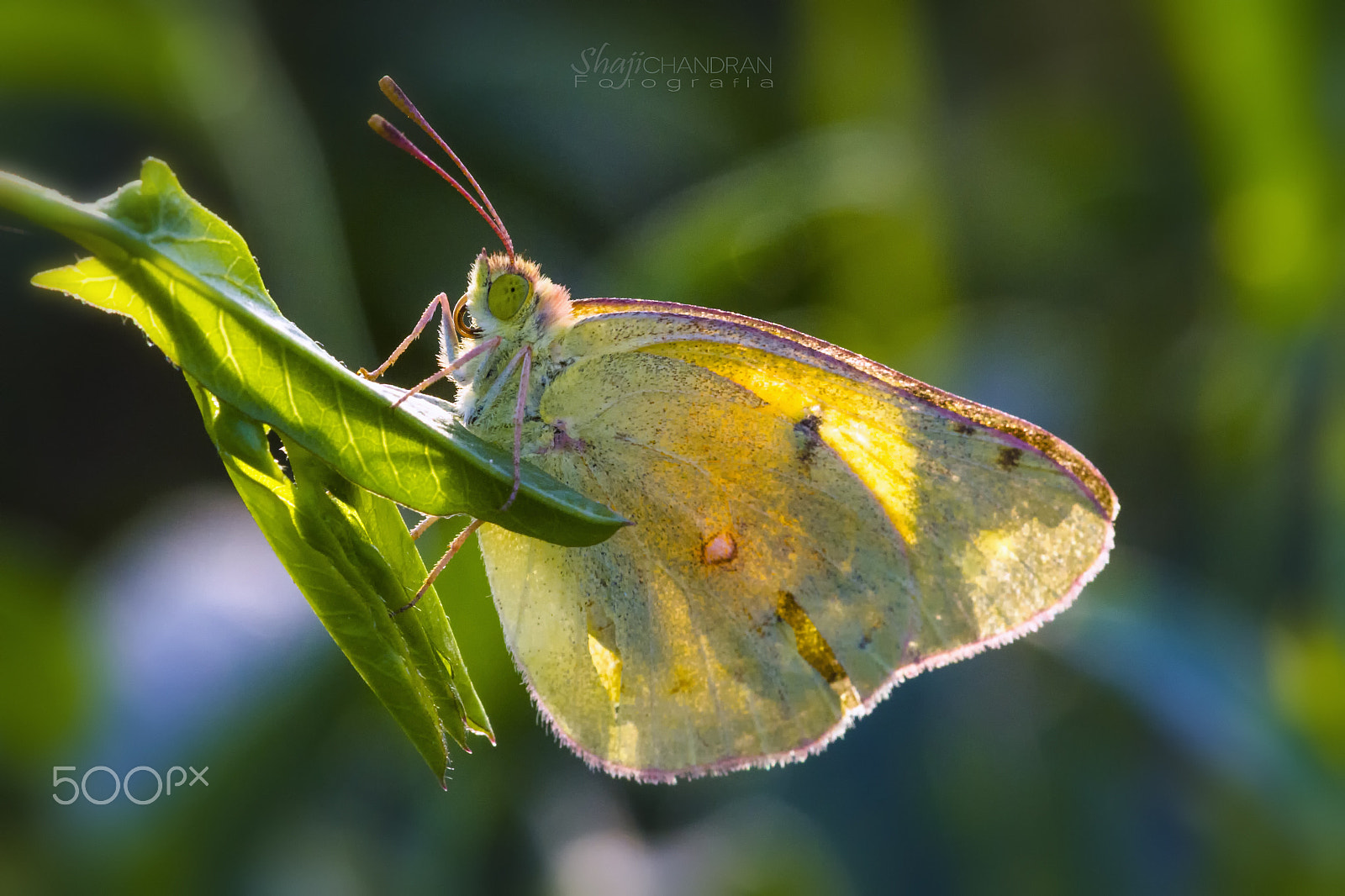 Canon EF 180mm F3.5L Macro USM sample photo. Clouded yellow photography