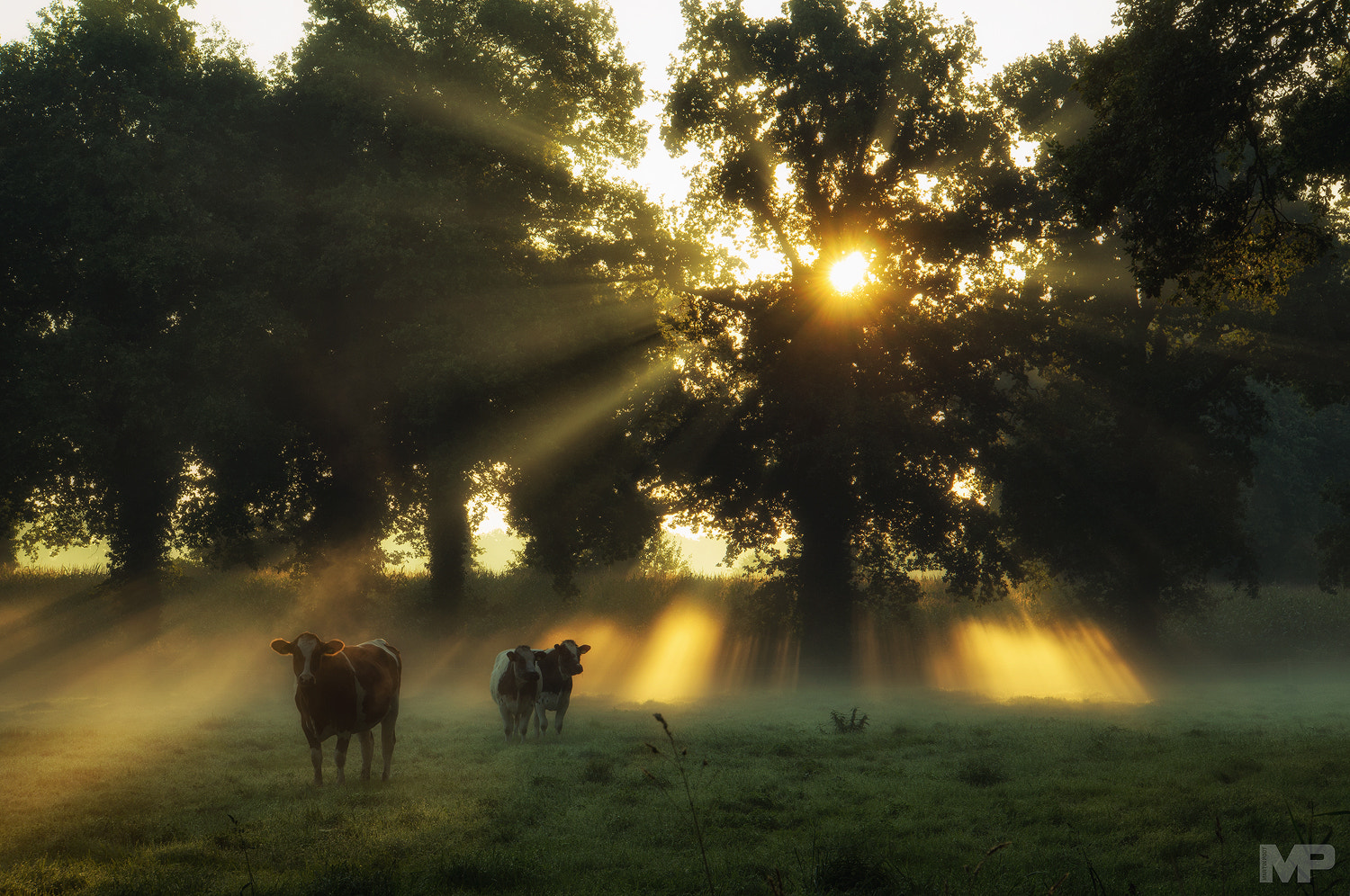 Sony Alpha NEX-5N + Sony E 18-200mm F3.5-6.3 OSS sample photo. Morning ladies photography