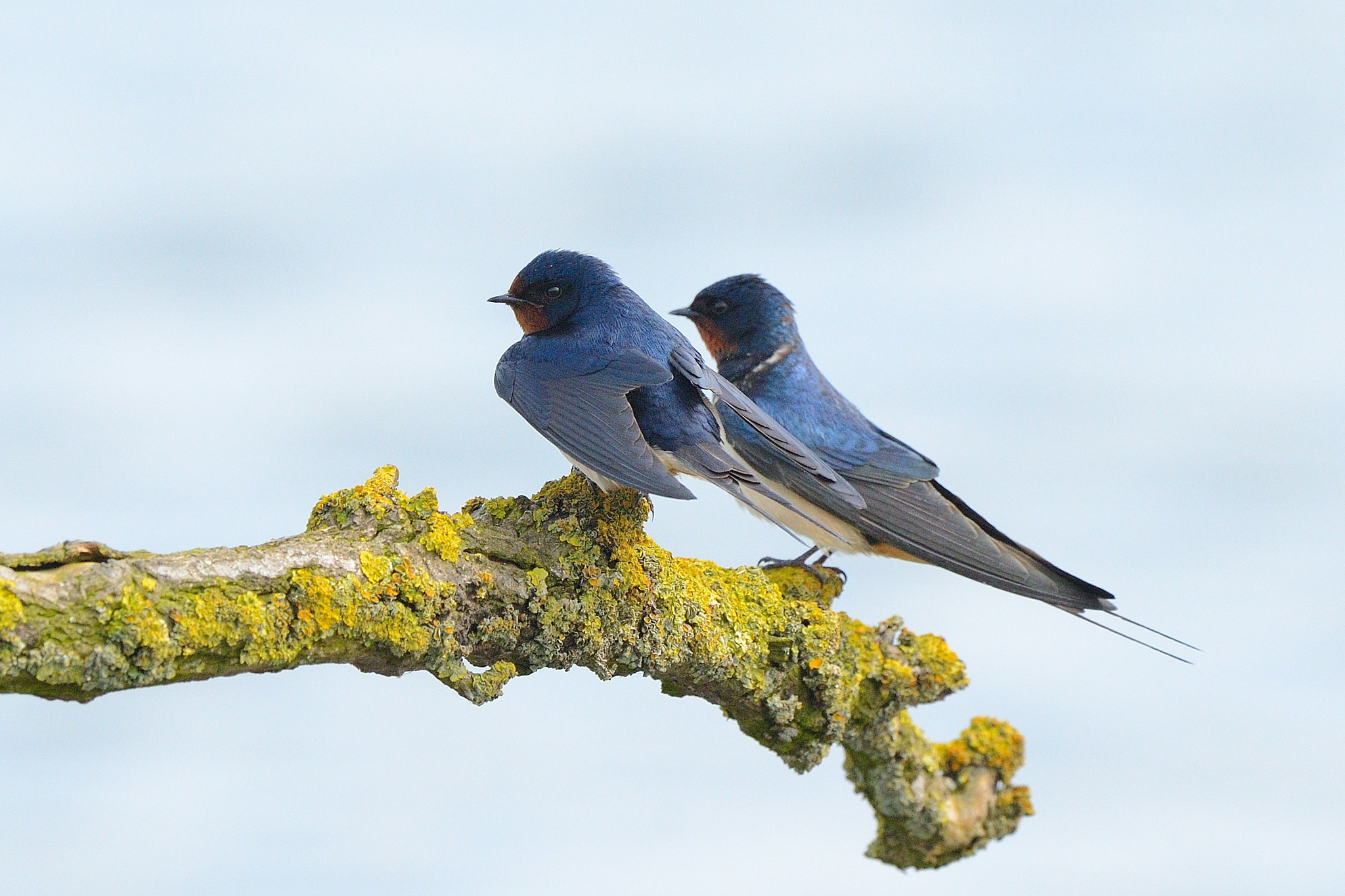 Nikon D800 + Nikon AF-S Nikkor 500mm F4G ED VR sample photo. Barn swallows photography