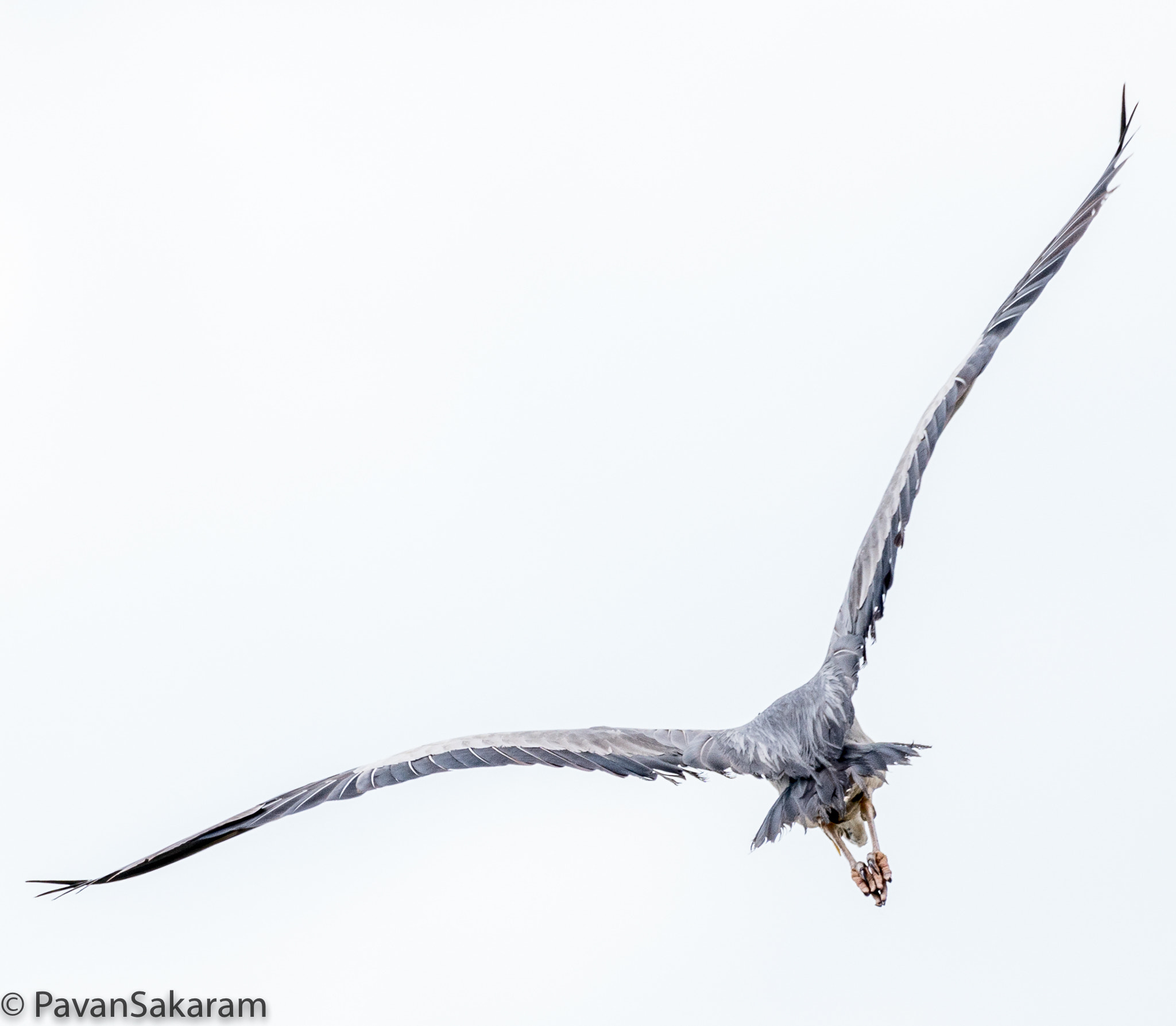 150-600mm F5-6.3 DG OS HSM | Contemporary 015 sample photo. Grey heron photography