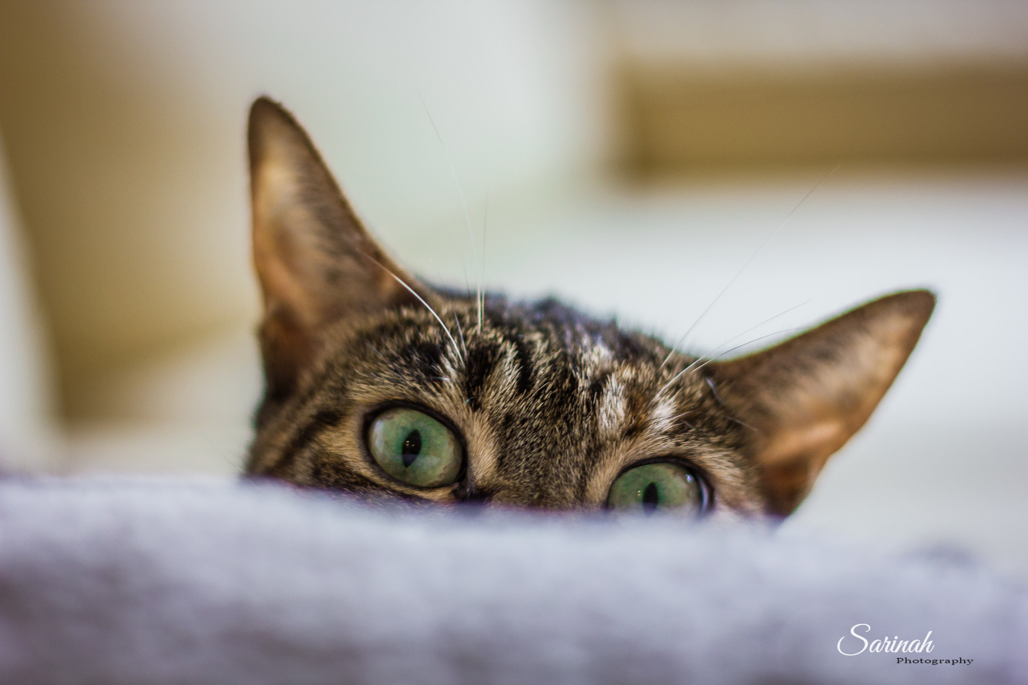 Canon EOS 550D (EOS Rebel T2i / EOS Kiss X4) sample photo. Somebody's watching me... photography