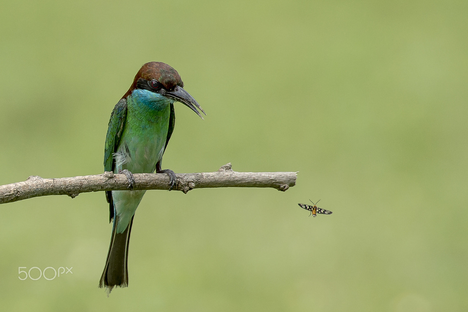 Nikon AF-S Nikkor 400mm F2.8G ED VR II sample photo. Blue breasted bee eater with flying insect photography