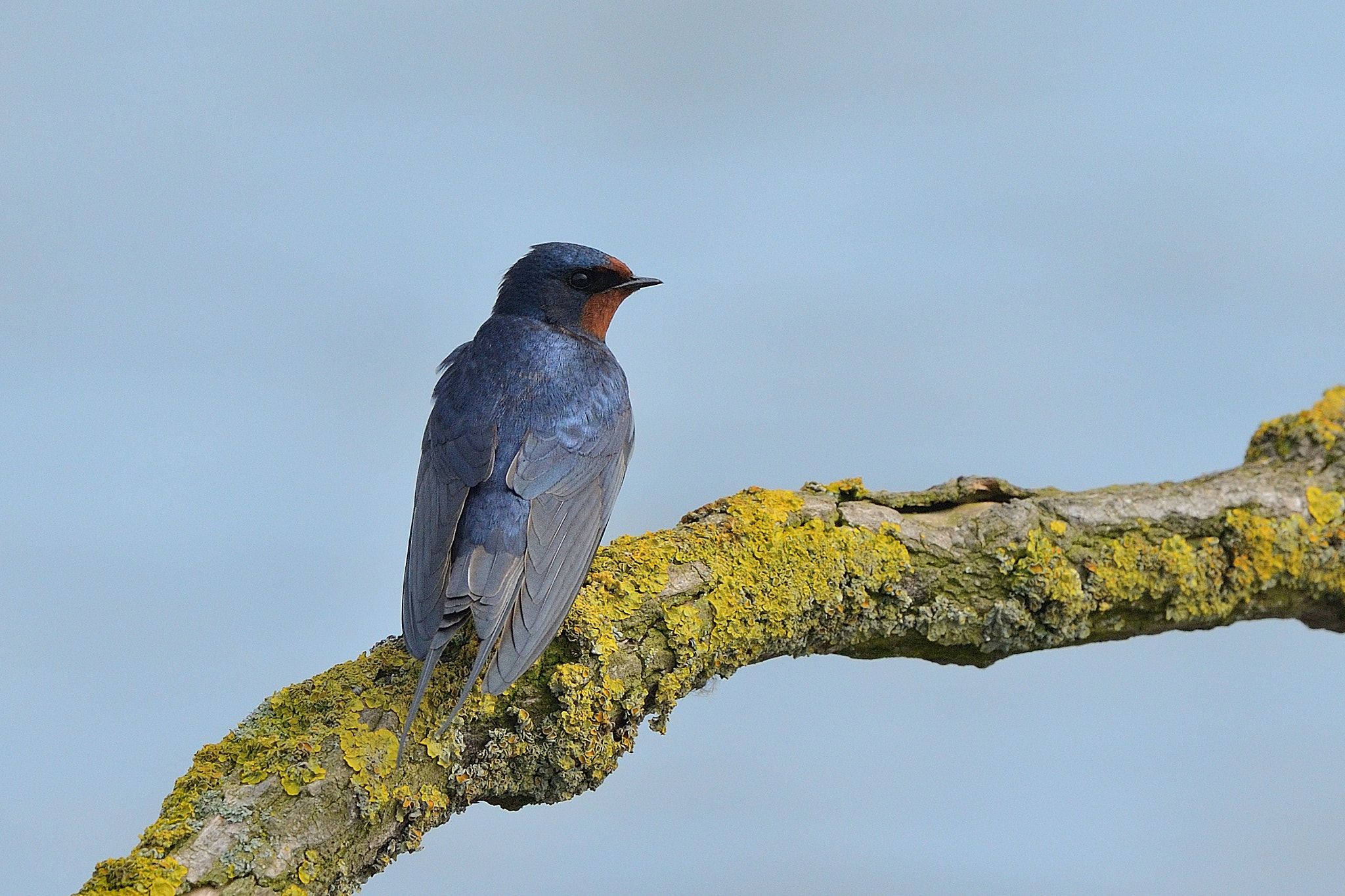 Nikon D800 + Nikon AF-S Nikkor 500mm F4G ED VR sample photo. Barn swallow photography