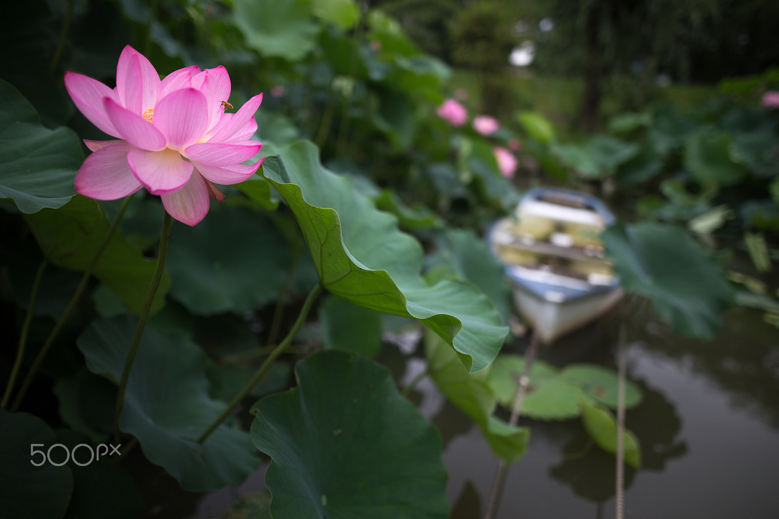 Sigma 24mm F1.4 DG HSM Art sample photo. Lotus&boat photography