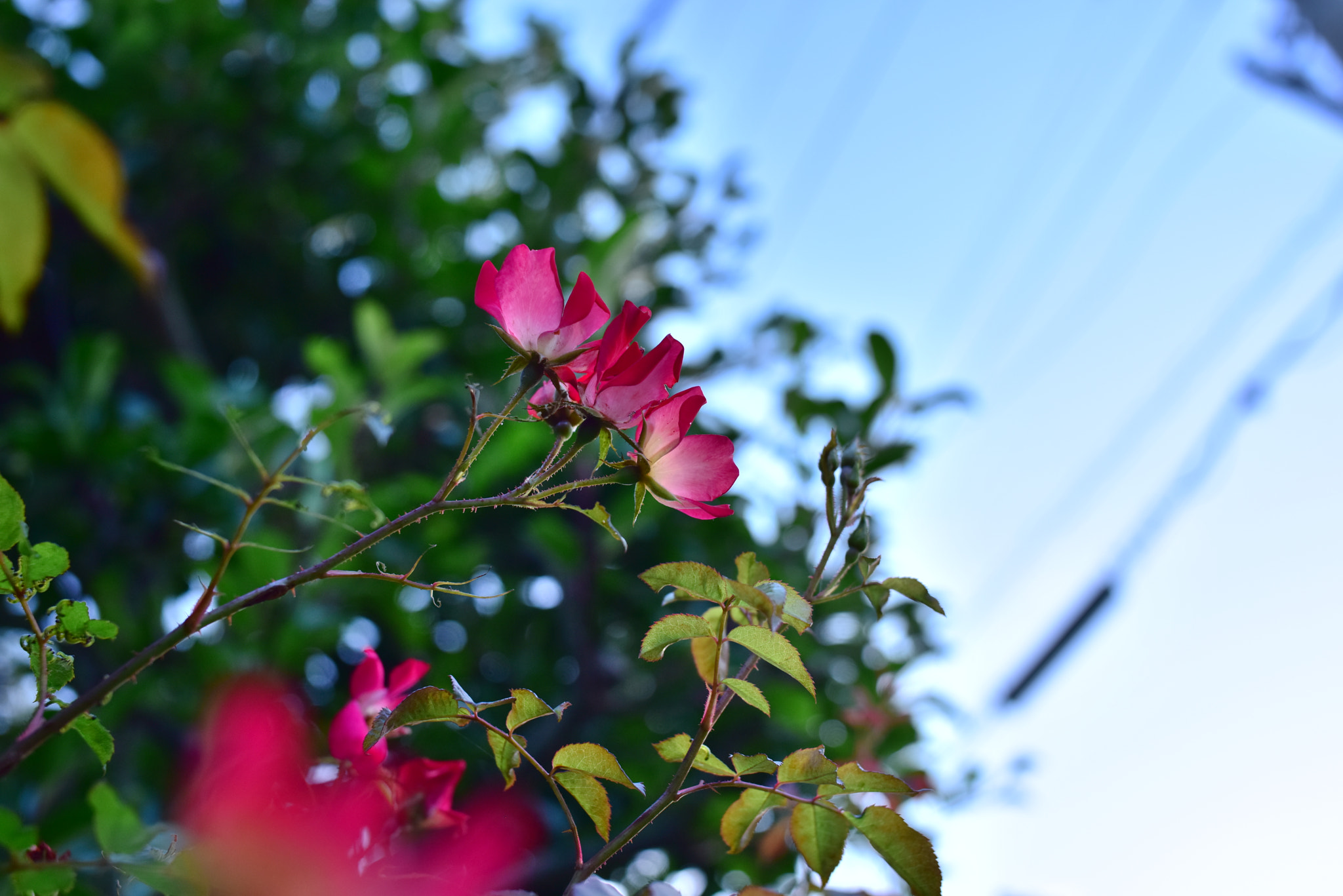Voigtlander Ultron 40mm F2 SLII Aspherical sample photo. Behind the sky photography