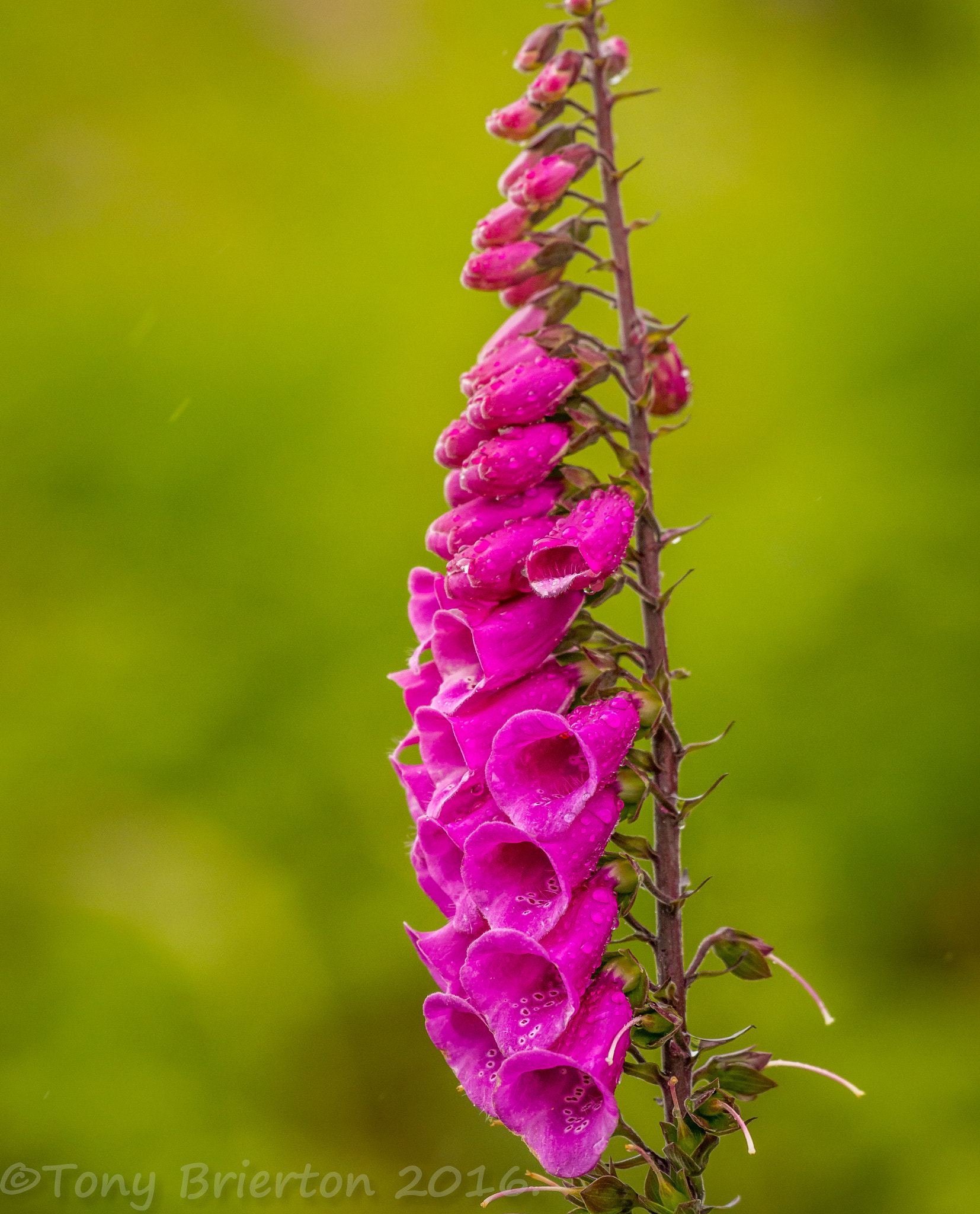 Sigma AF 500mm F4.5 EX DG APO sample photo. Foxglove in flower. photography