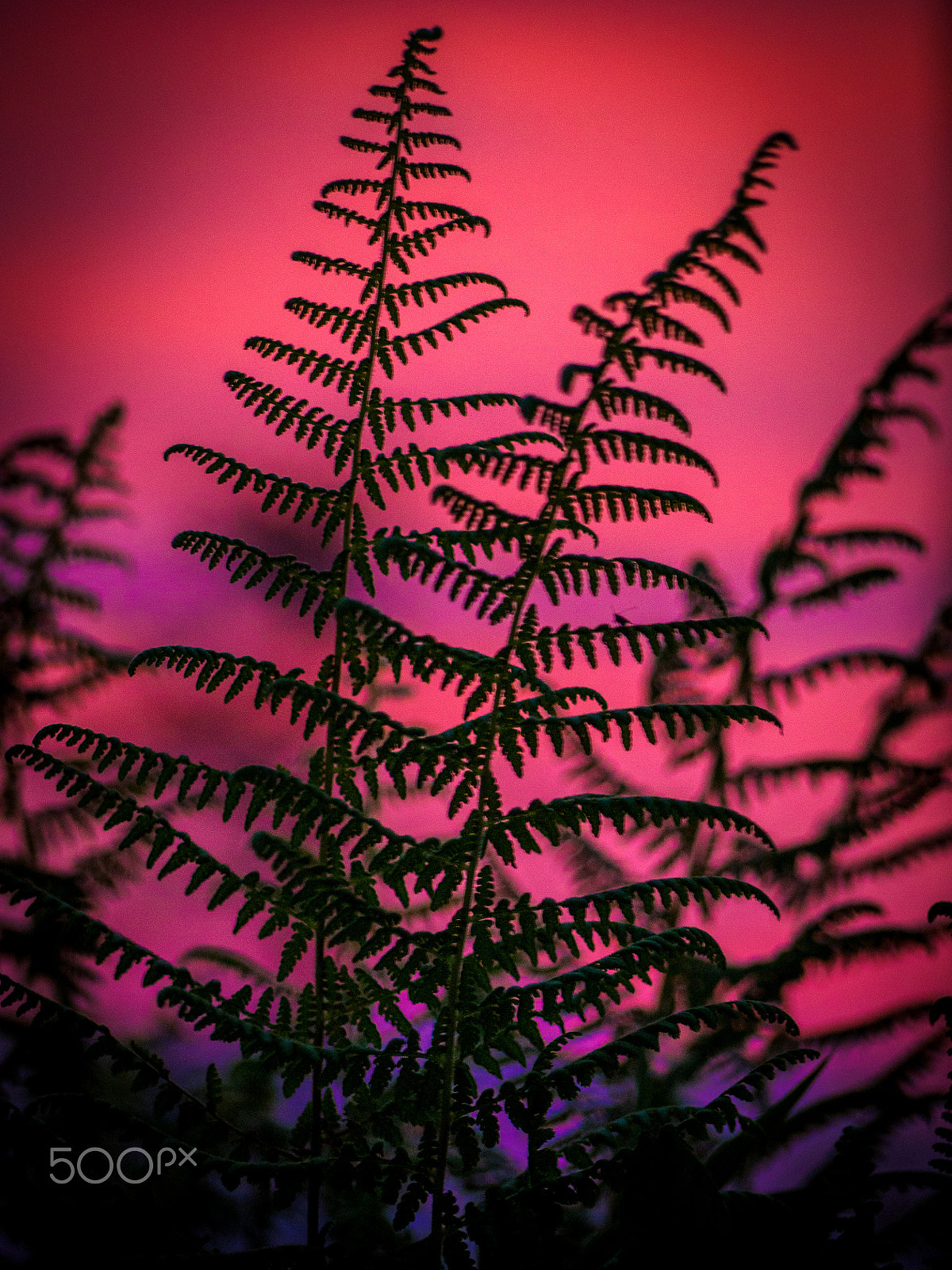 Olympus OM-D E-M10 sample photo. Red fern grows photography